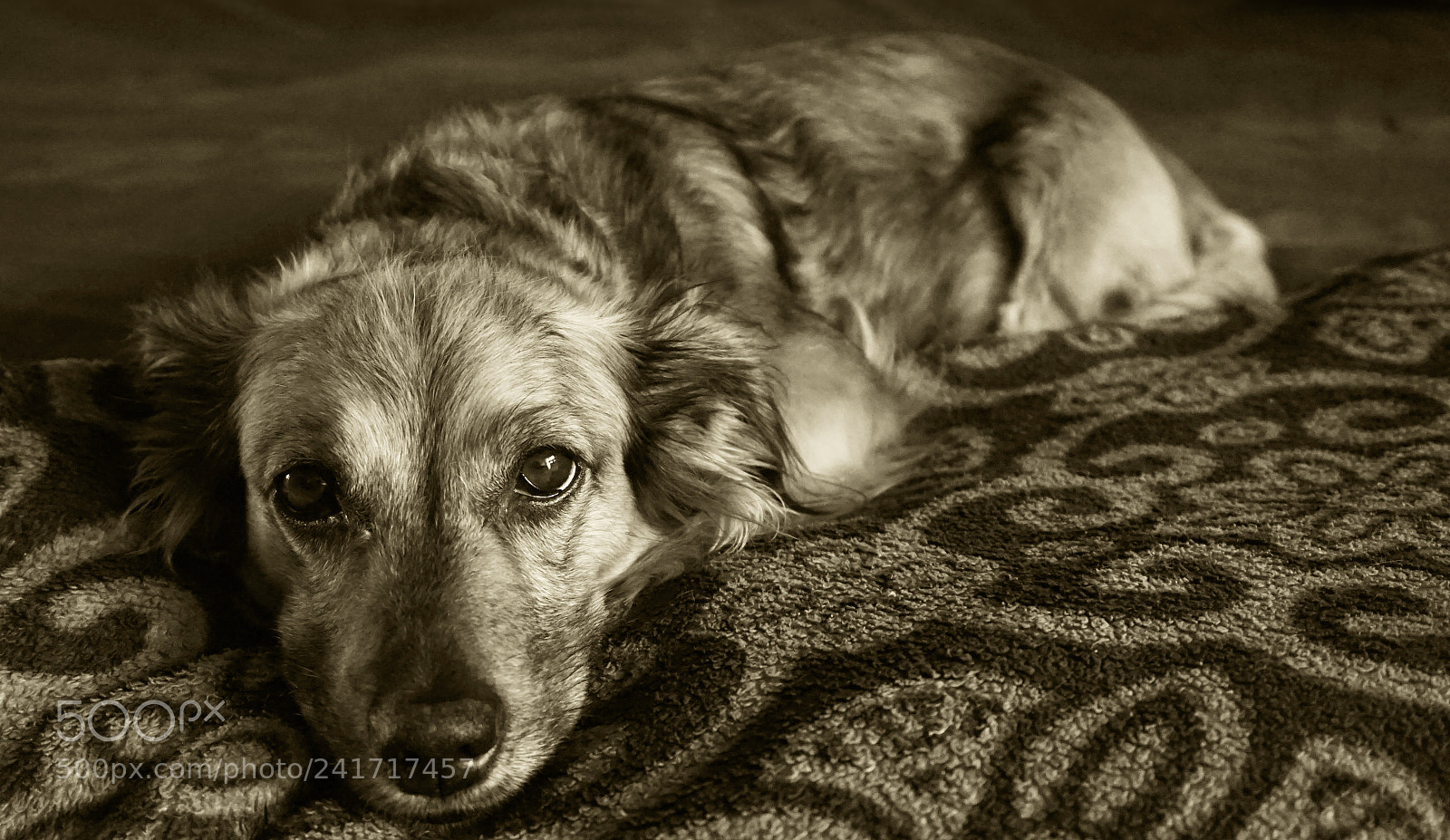 Sony Alpha a5000 (ILCE 5000) sample photo. Lounging photography