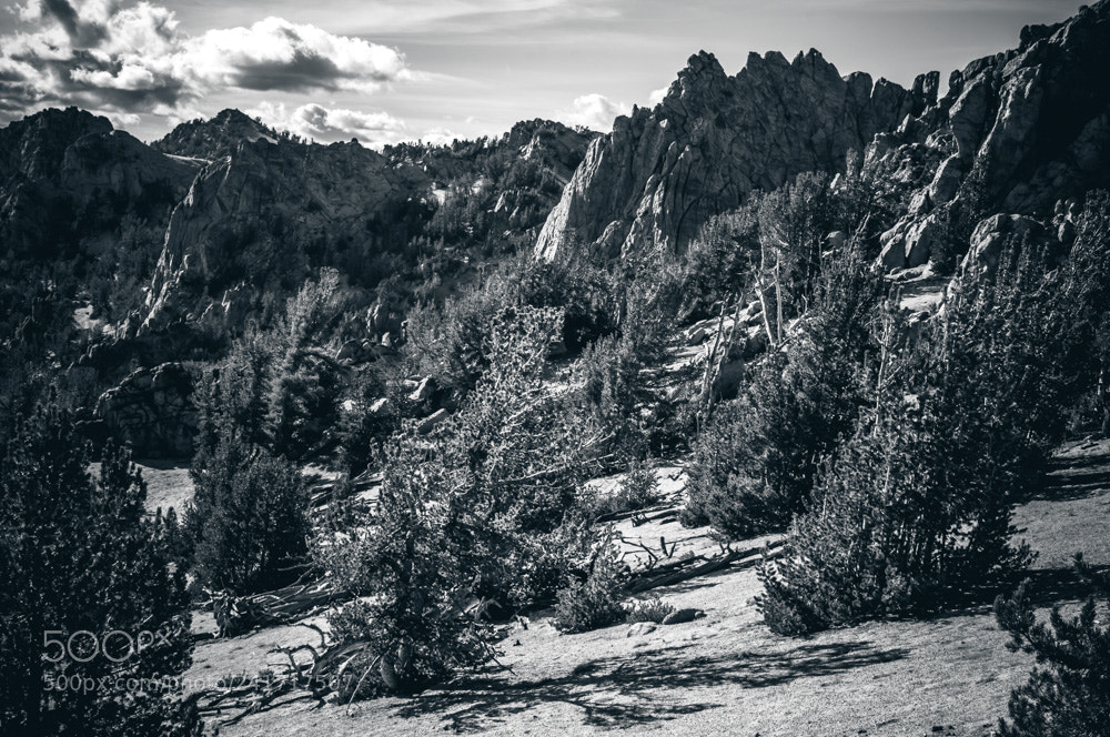 Nikon D90 sample photo. Untitled photography