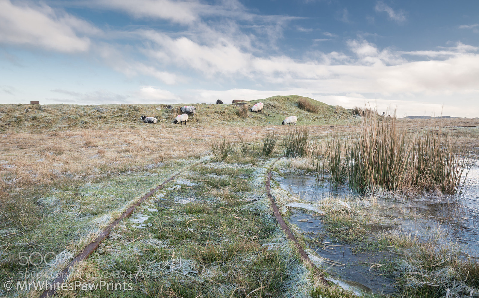 Nikon D7100 sample photo. Frosty morning at target photography