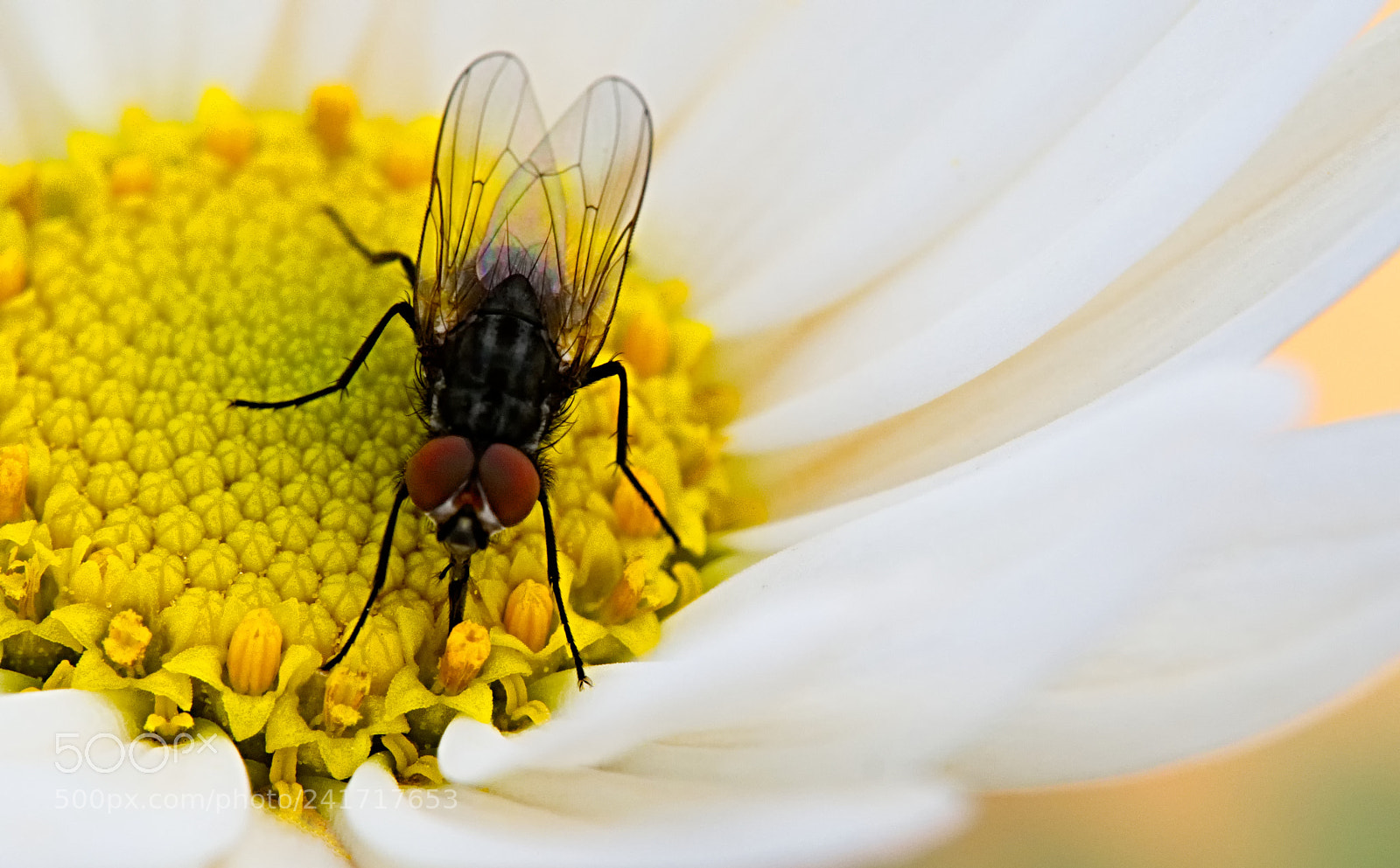 Olympus OM-D E-M10 II sample photo. Nature in israel photography