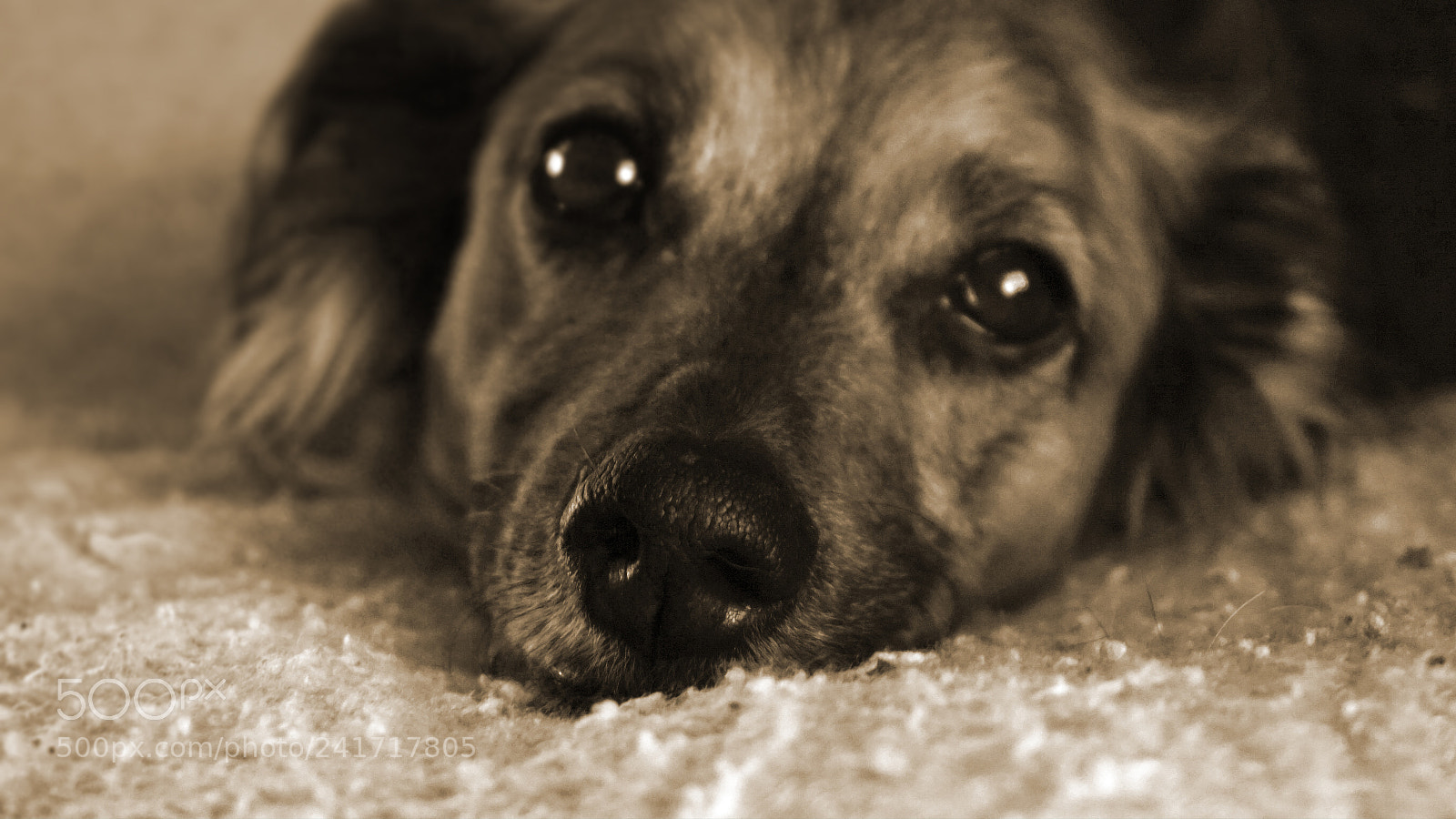 Sony Alpha a5000 (ILCE 5000) sample photo. Dreaming photography