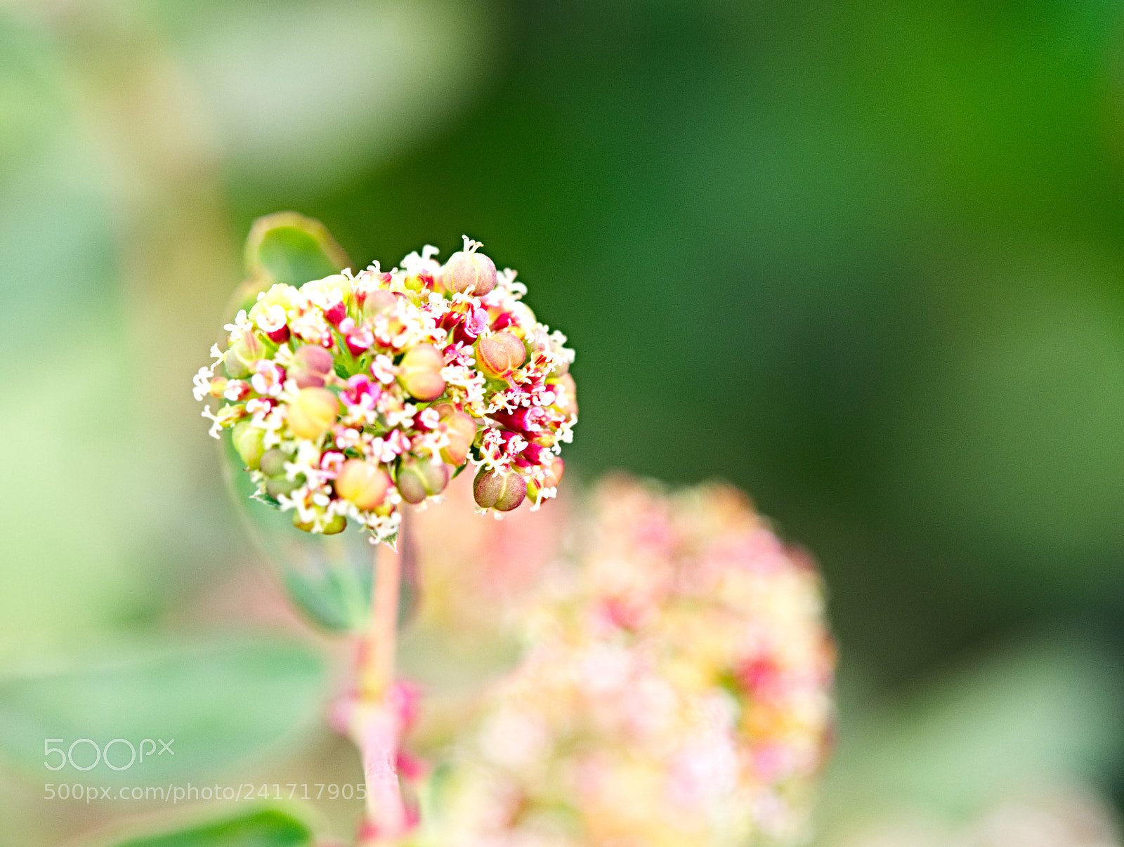 Olympus OM-D E-M10 II sample photo. Nature in israel photography