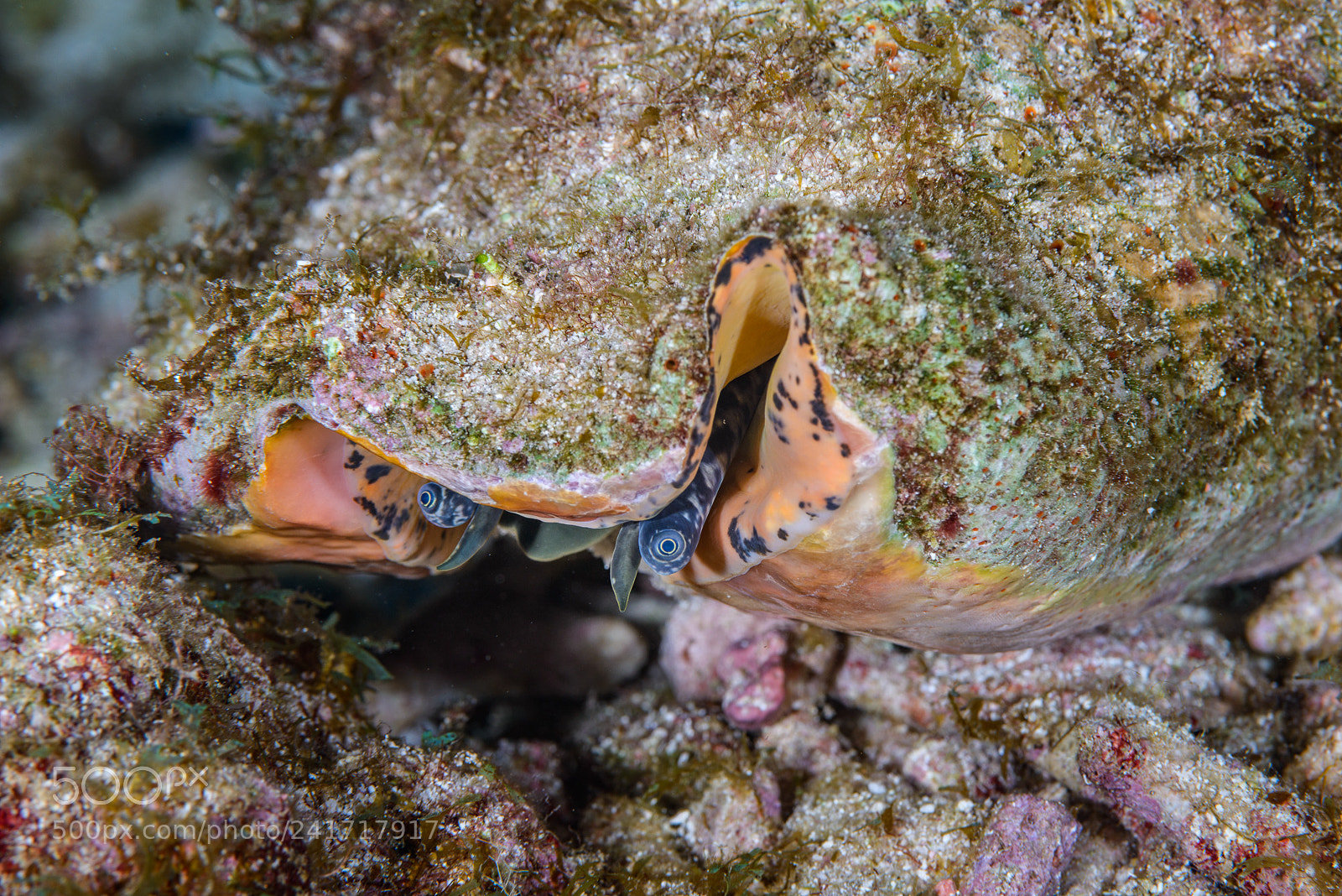 Nikon D800 sample photo. The eyes of a photography