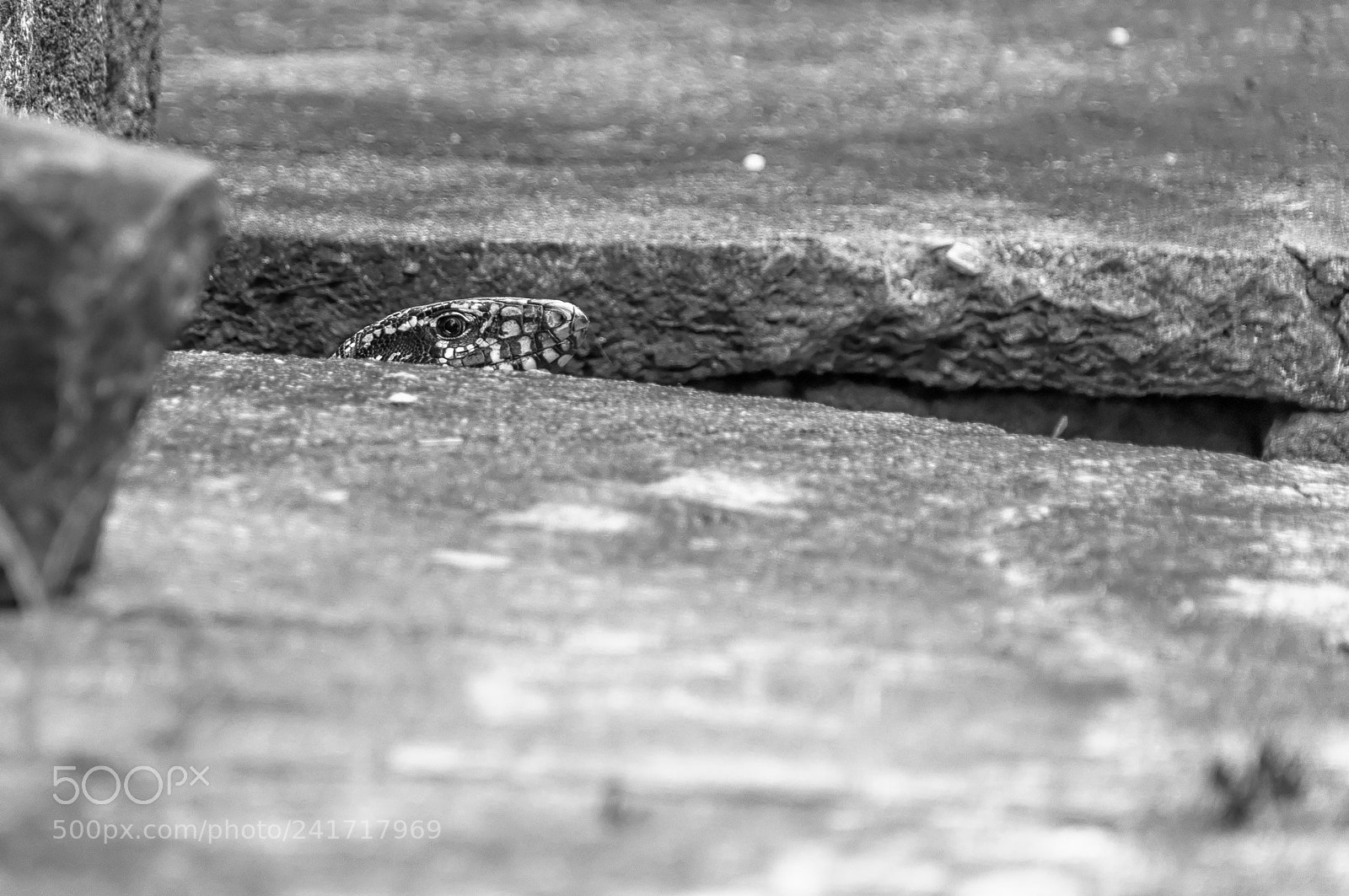 Nikon D90 sample photo. Lagarto photography