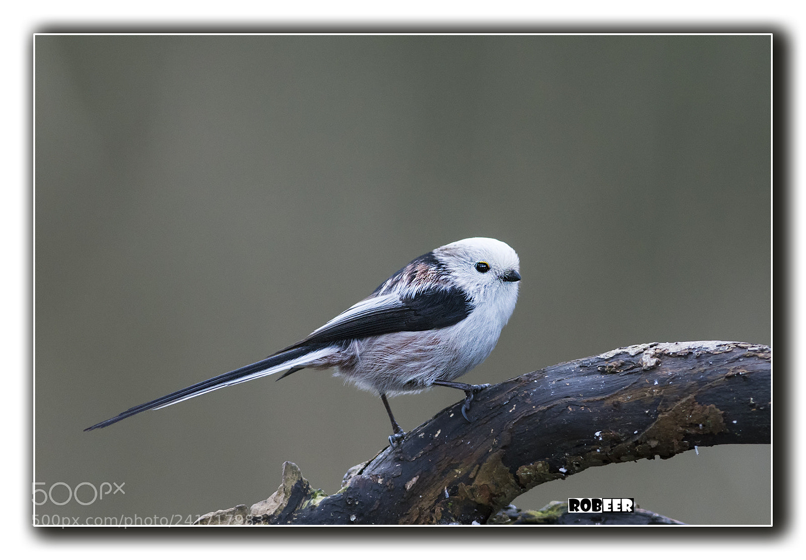 Nikon D7100 sample photo. Long-tailed tit photography