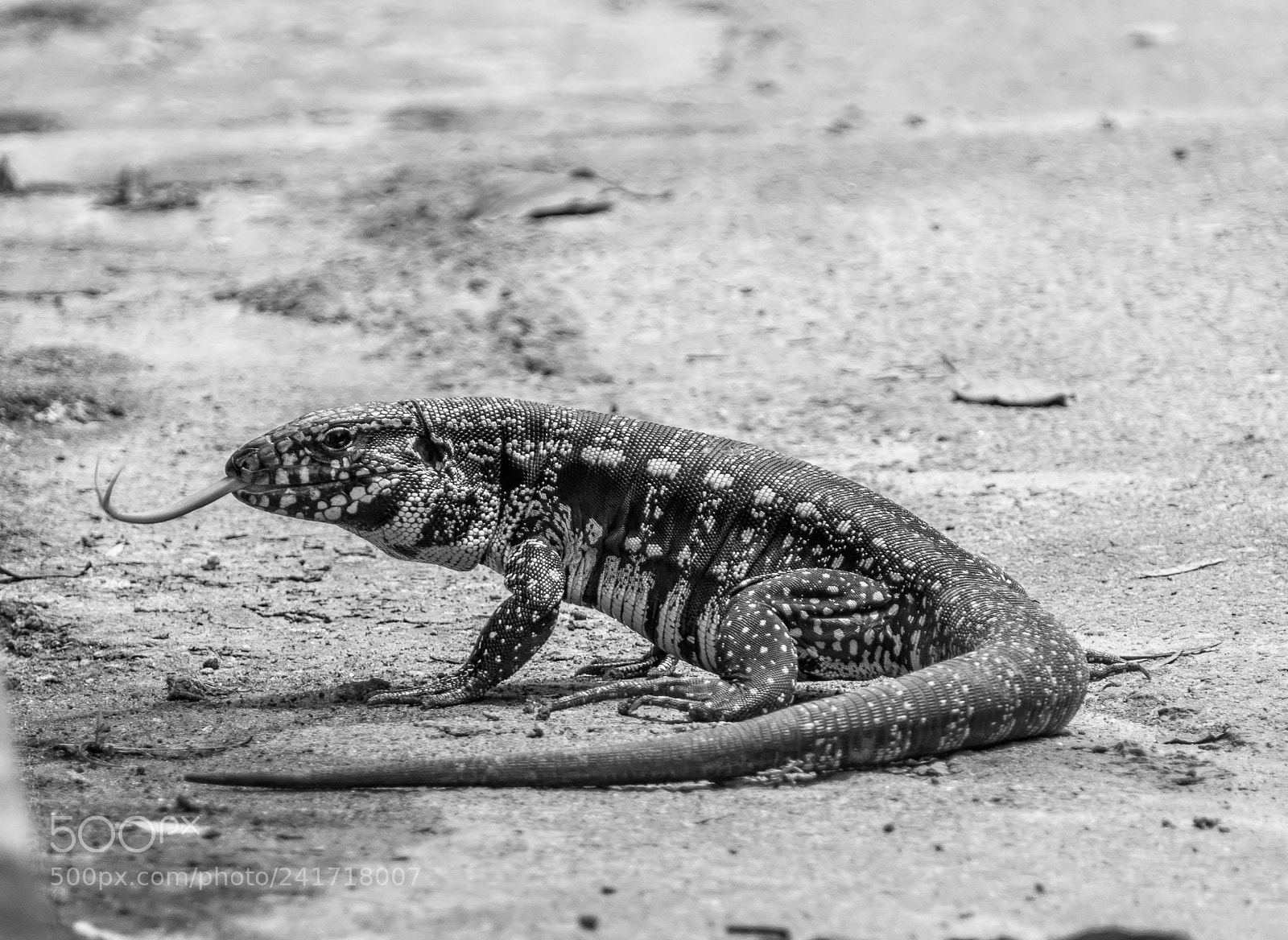 Nikon D90 sample photo. Lagarto photography
