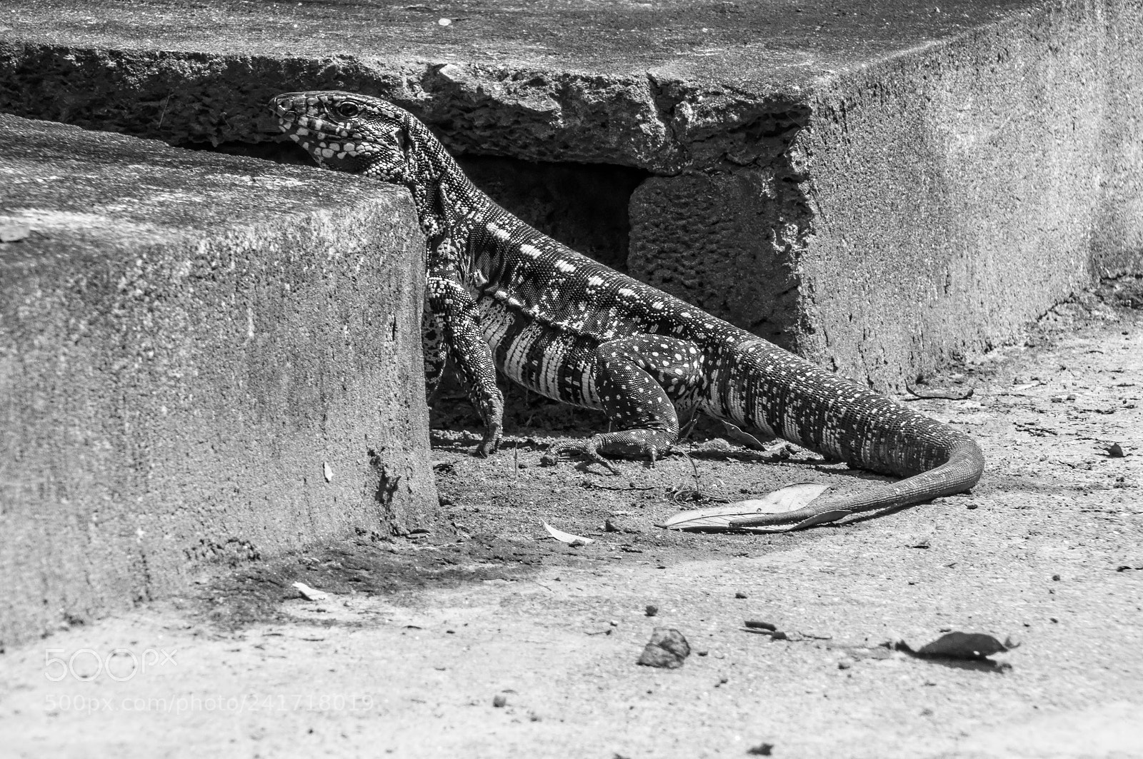 Nikon D90 sample photo. Lagarto photography