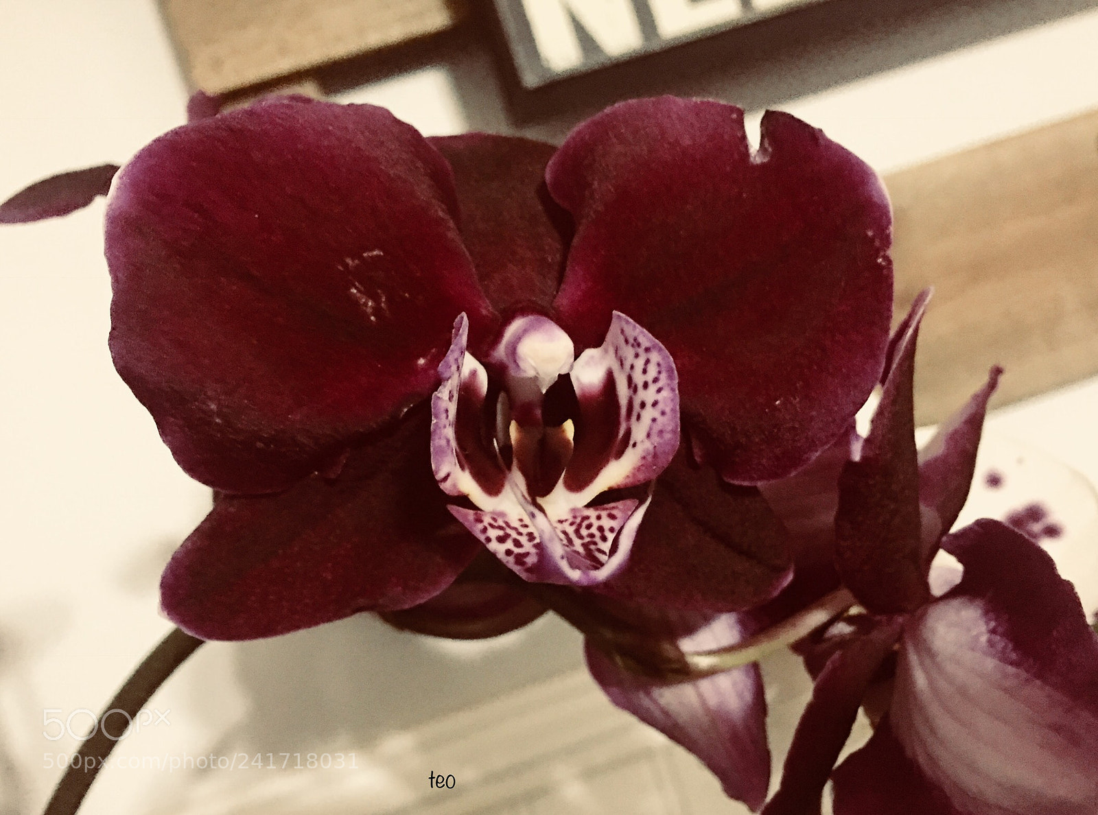 Apple iPhone 6s Plus sample photo. Orquídeas photography