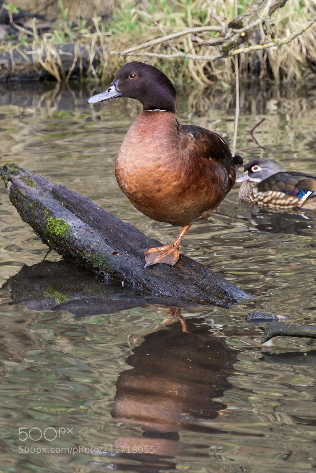Nikon D800 sample photo. Cinnamon teal photography