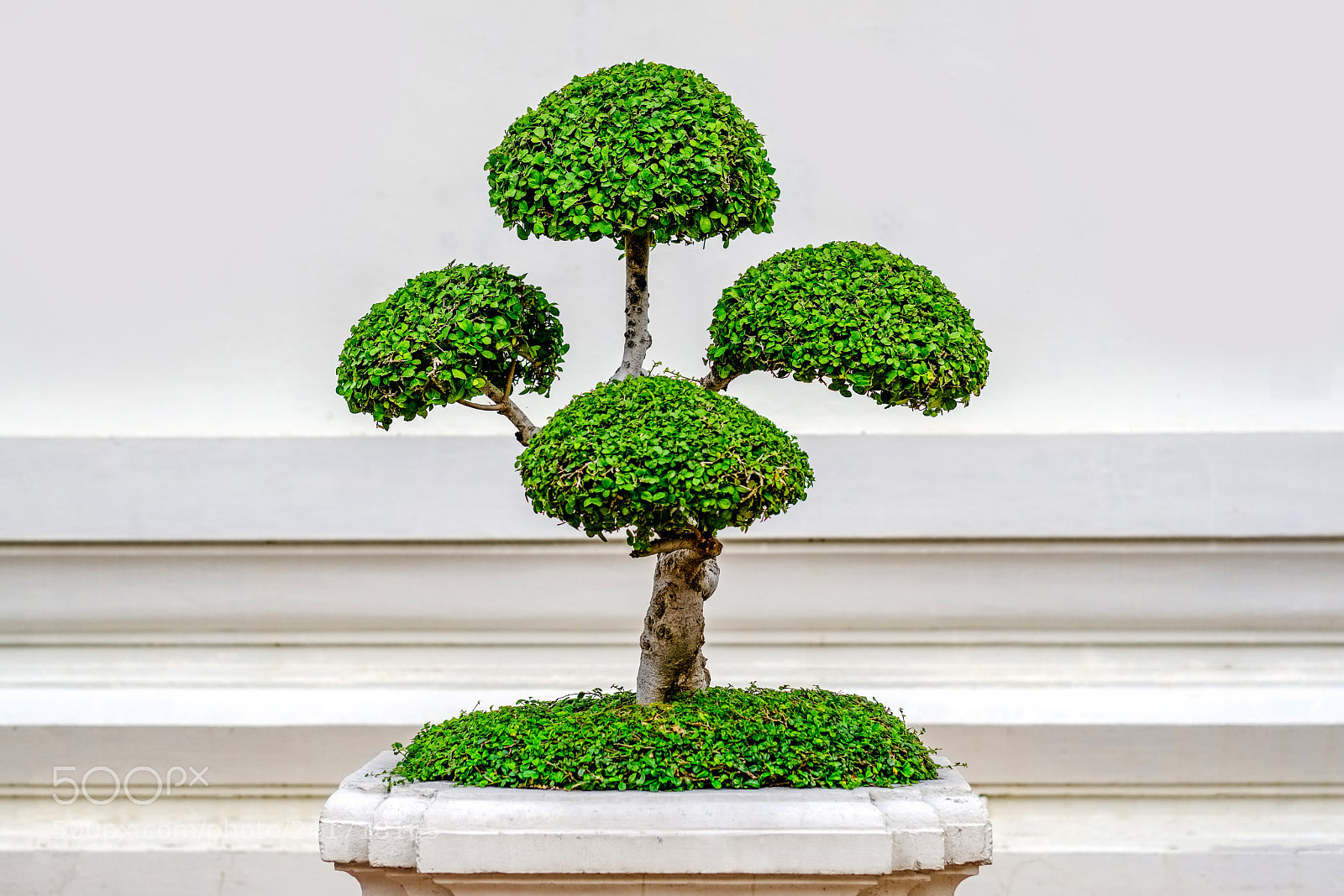 Fujifilm X-T2 sample photo. Thai bonsai photography
