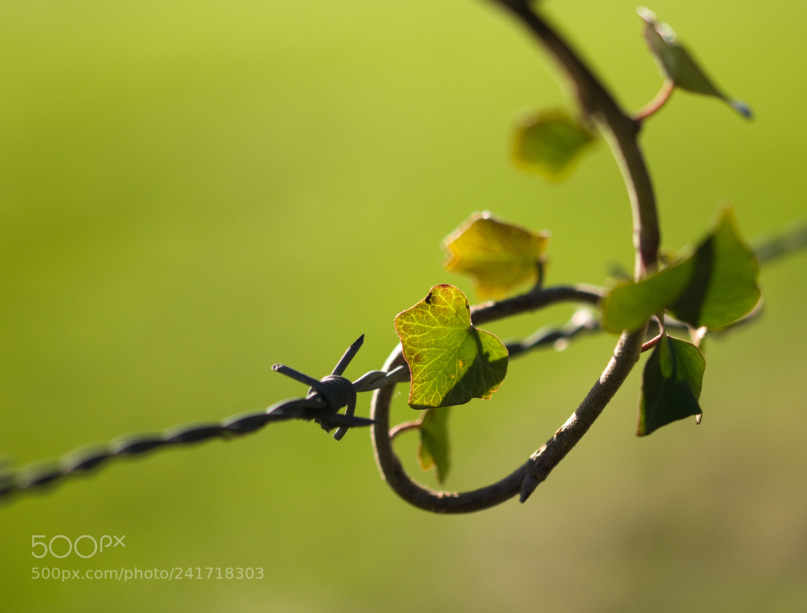 Nikon D300 sample photo. Ivy photography