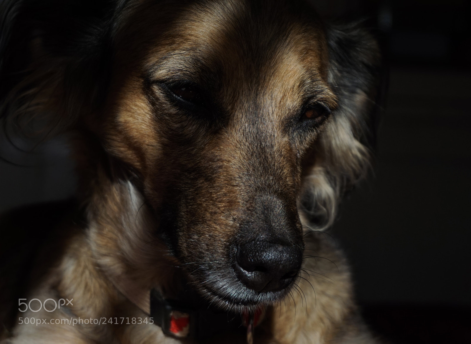 Sony Alpha a5000 (ILCE 5000) sample photo. Dreaming in the shadow photography