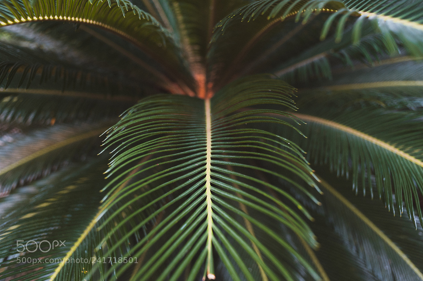 Nikon D700 sample photo. Palm photography
