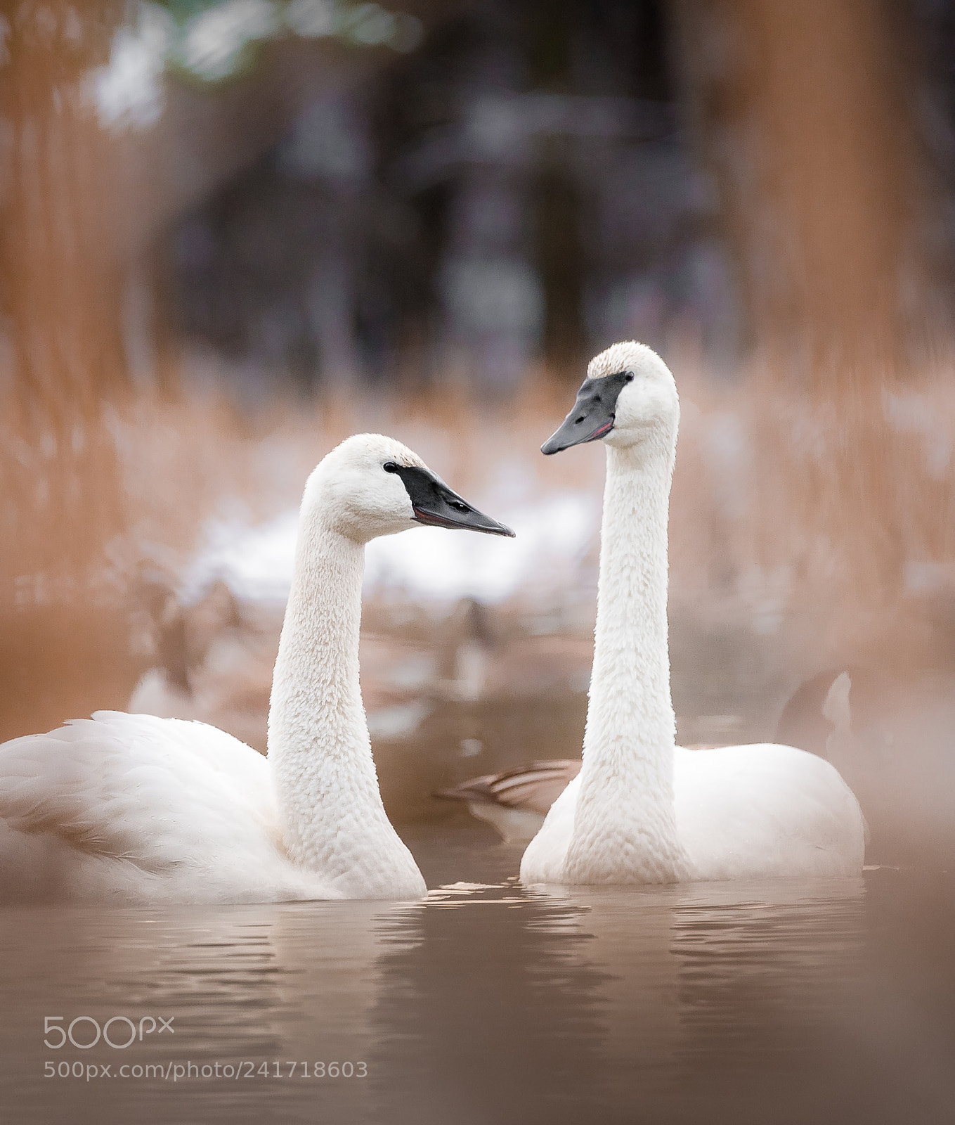 Sony SLT-A99V sample photo. Two swans photography