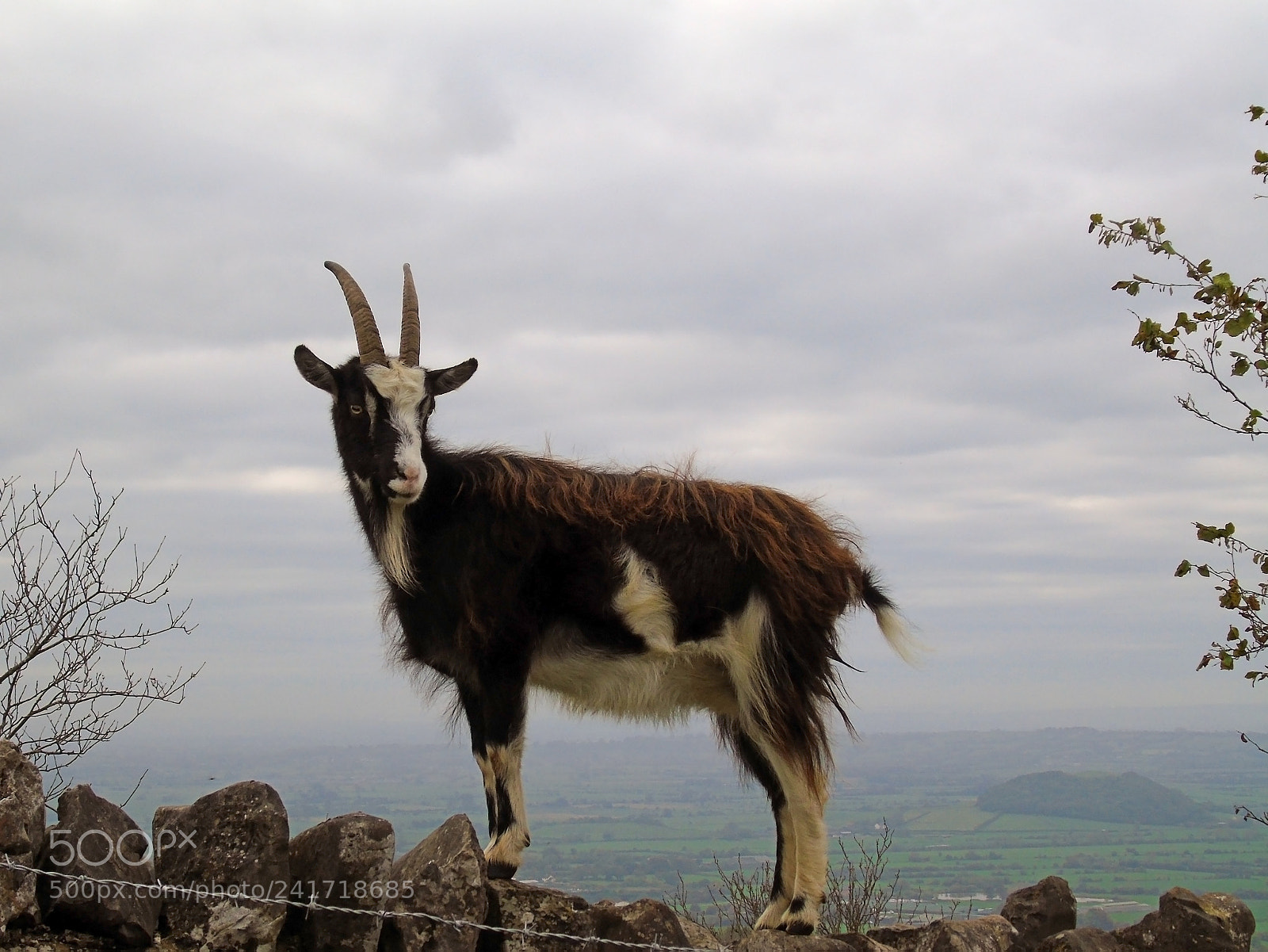 Sony Cyber-shot DSC-H400 sample photo. Feral goat standing on photography