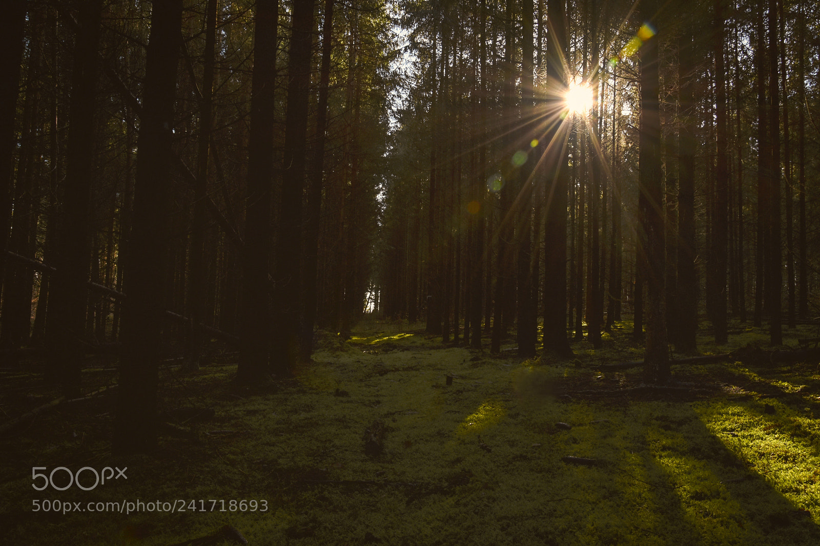 Nikon D3400 sample photo. Walk in forest photography