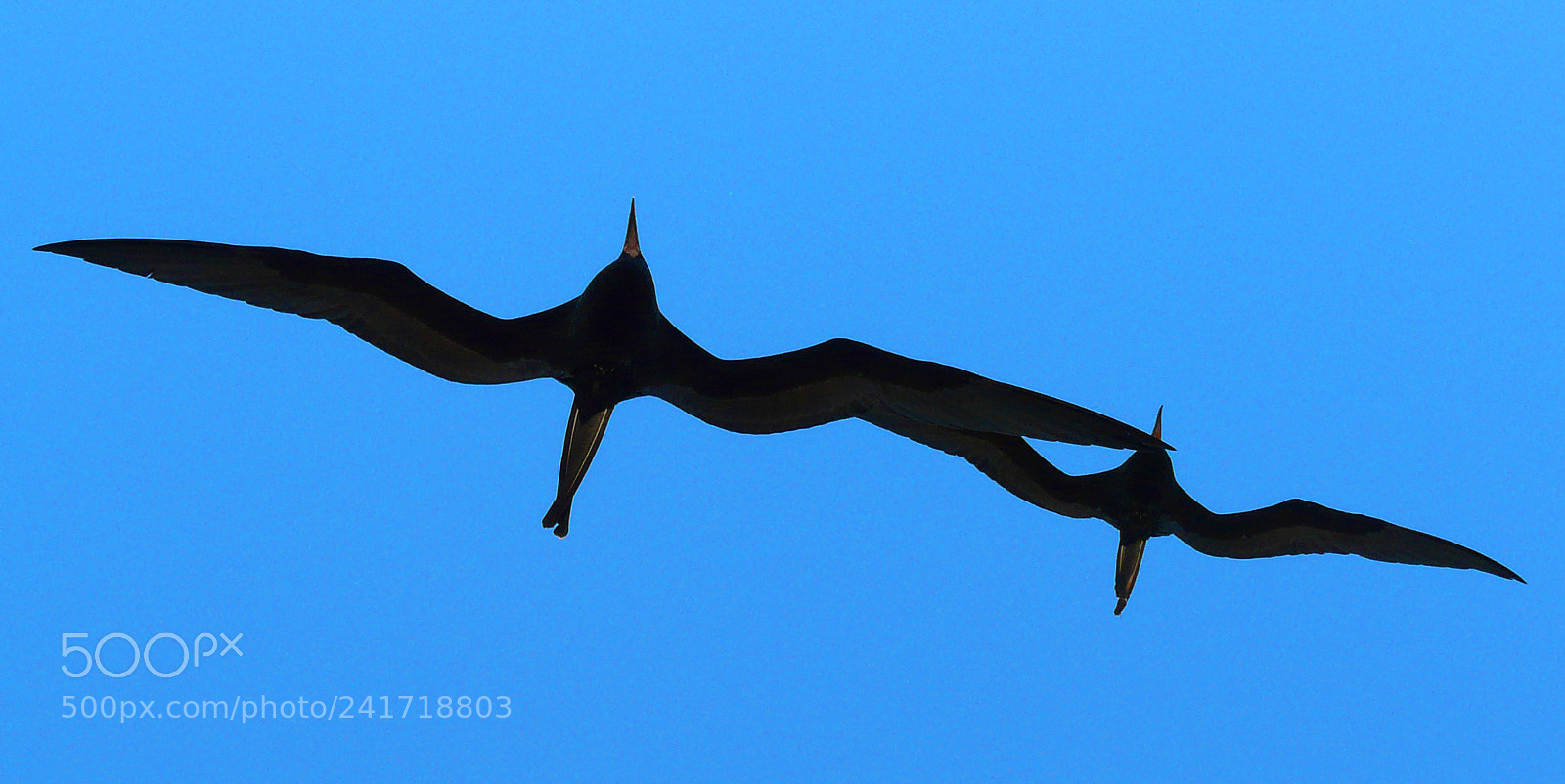 Panasonic DMC-FZ18 sample photo. Flying fregata photography