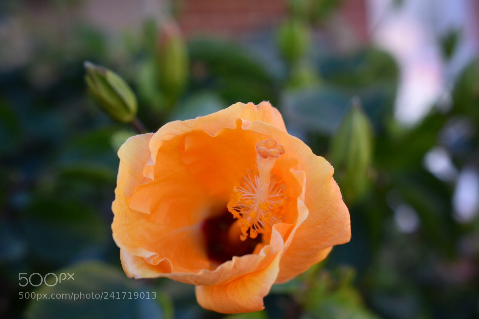 Nikon D7200 sample photo. Flowers in florida photography