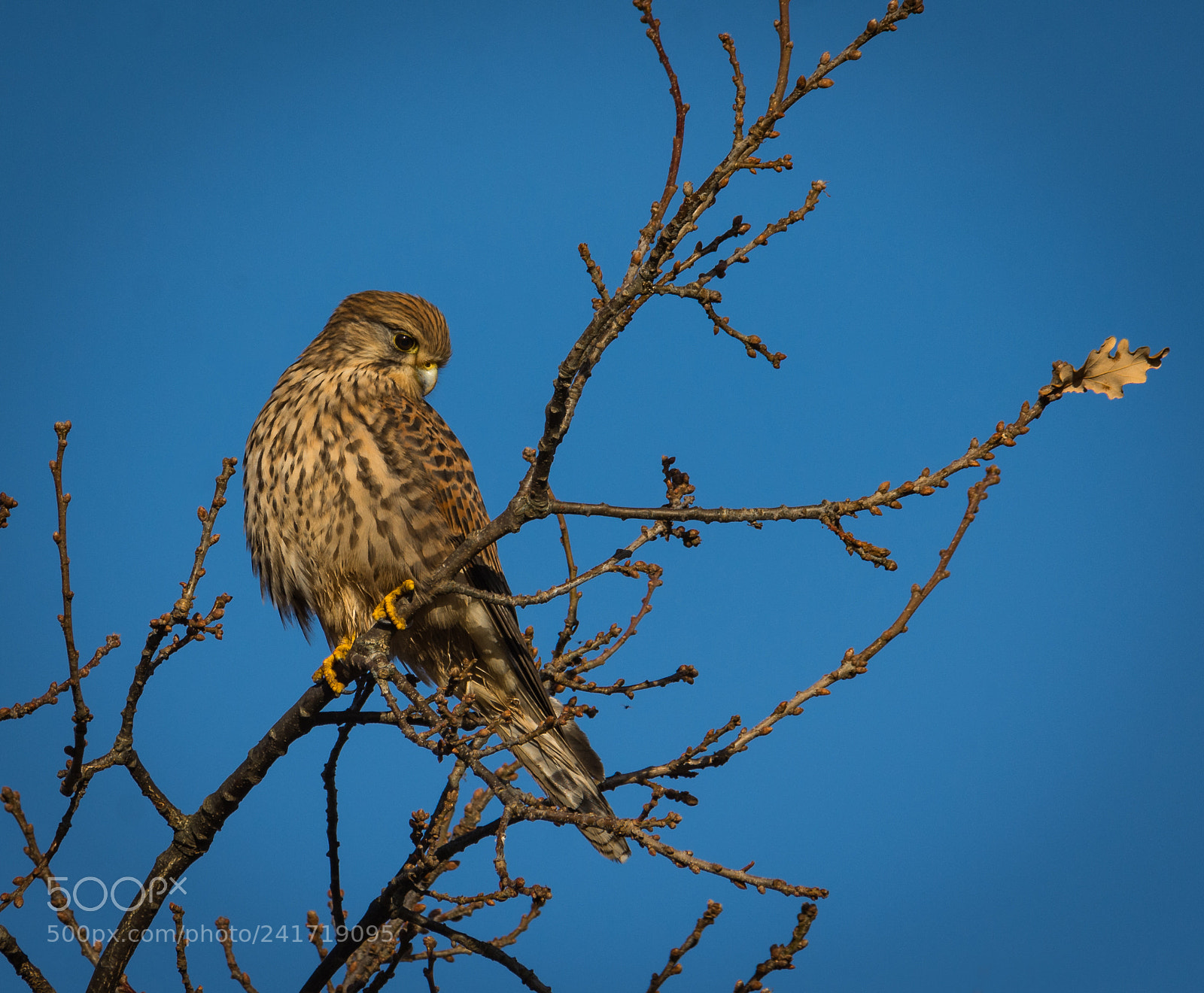 Nikon D7200 sample photo. The kestrel and the photography