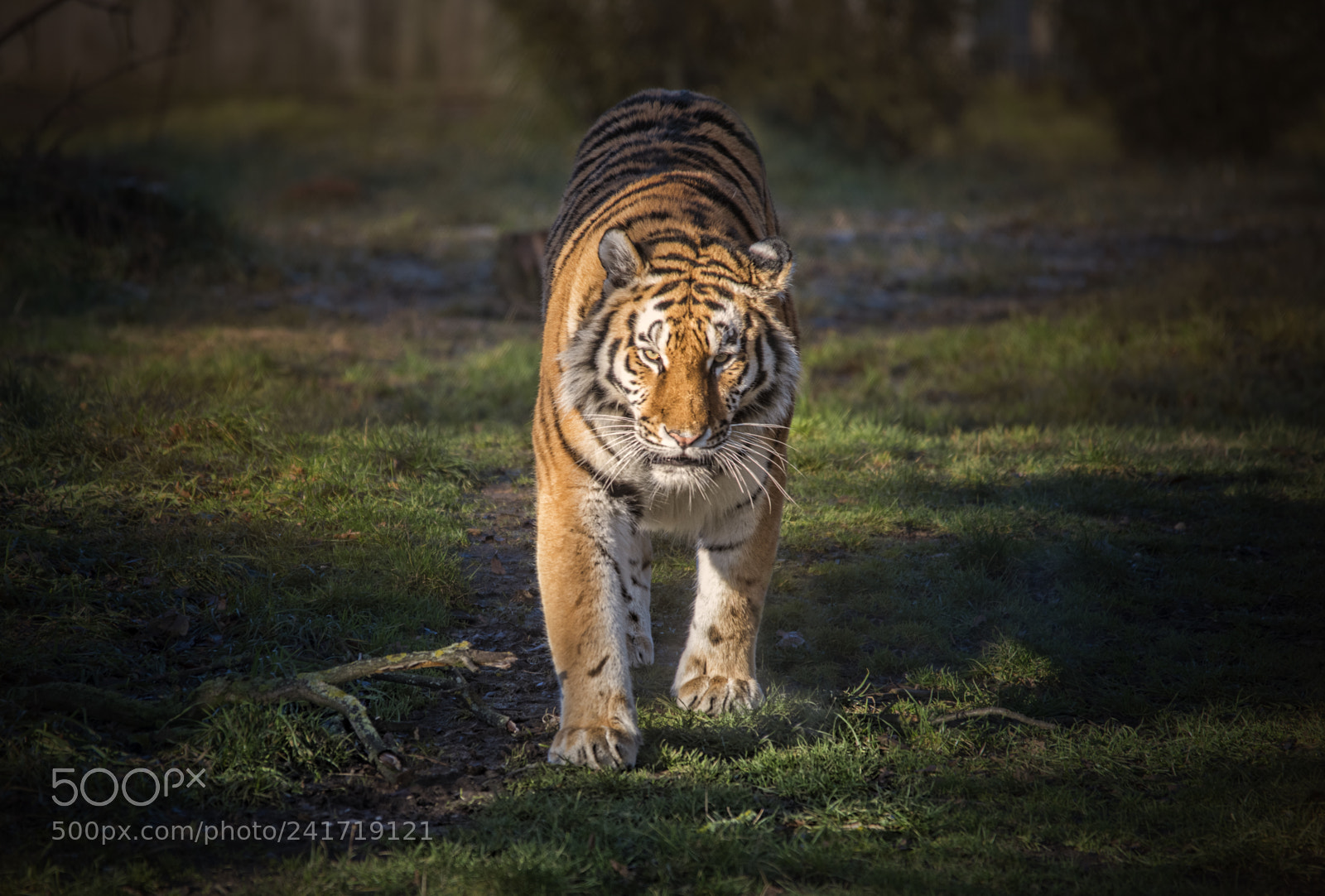 Nikon D810 sample photo. Tiger! tiger! photography