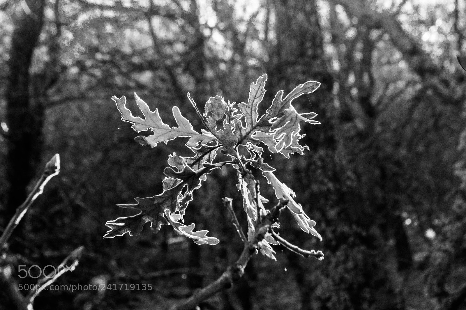 Sony SLT-A58 sample photo. Leaf photography