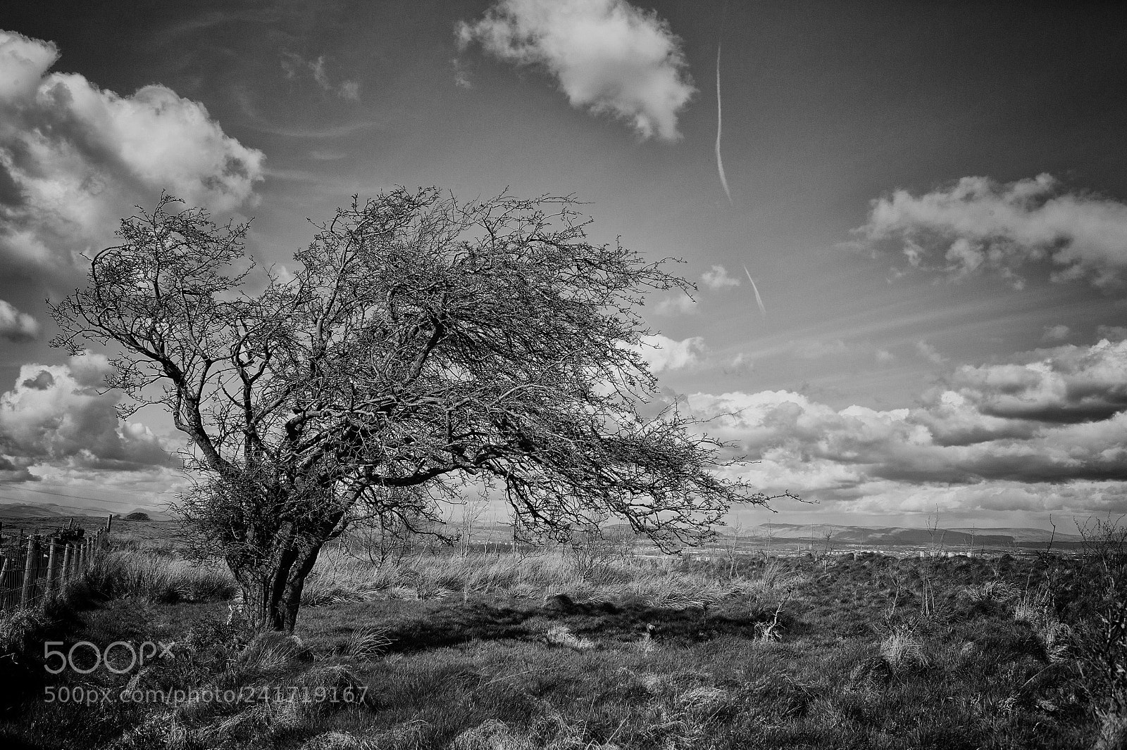 Canon EOS-1Ds Mark II sample photo. Windswept & all alone photography