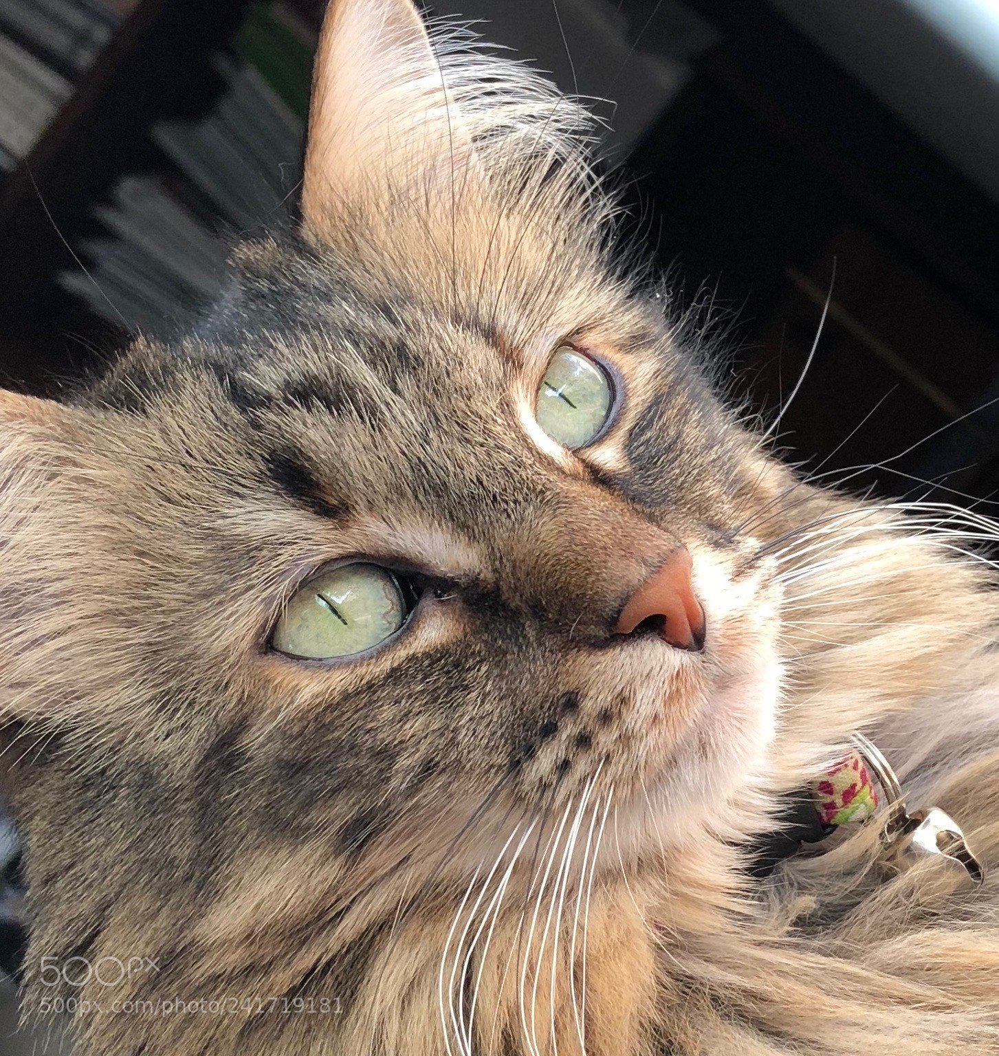 Apple iPhone 8 Plus sample photo. Tabatha photography