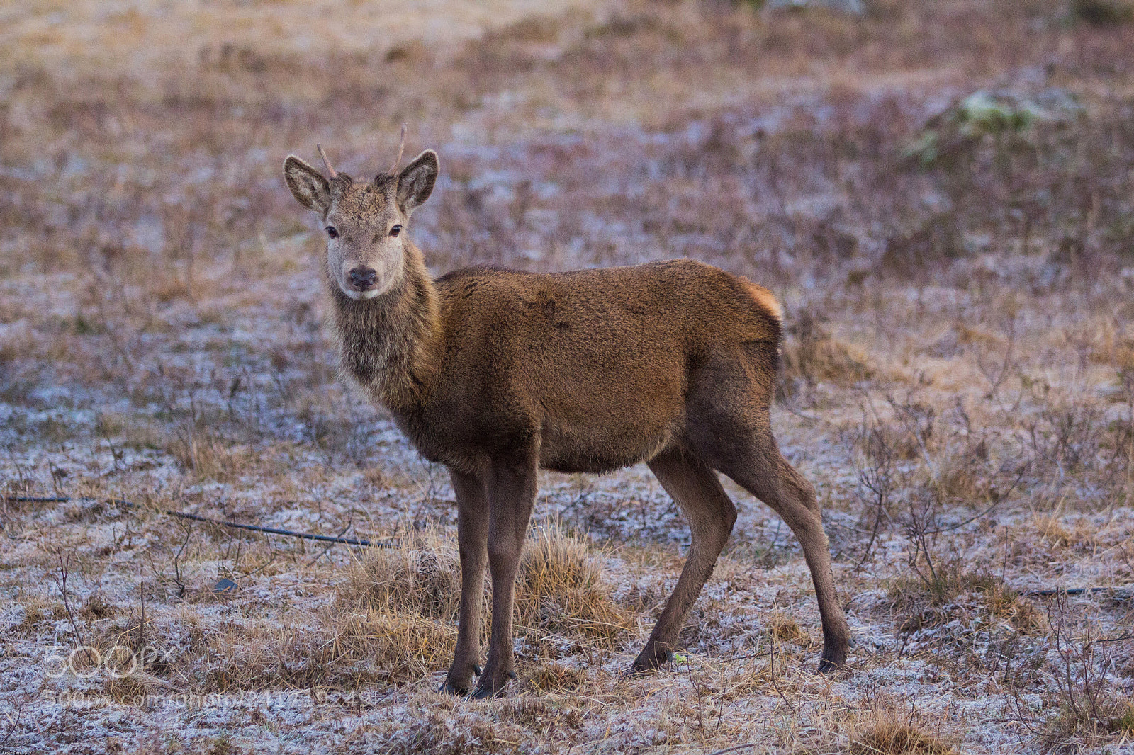 Canon EOS 60D sample photo. Deer photography