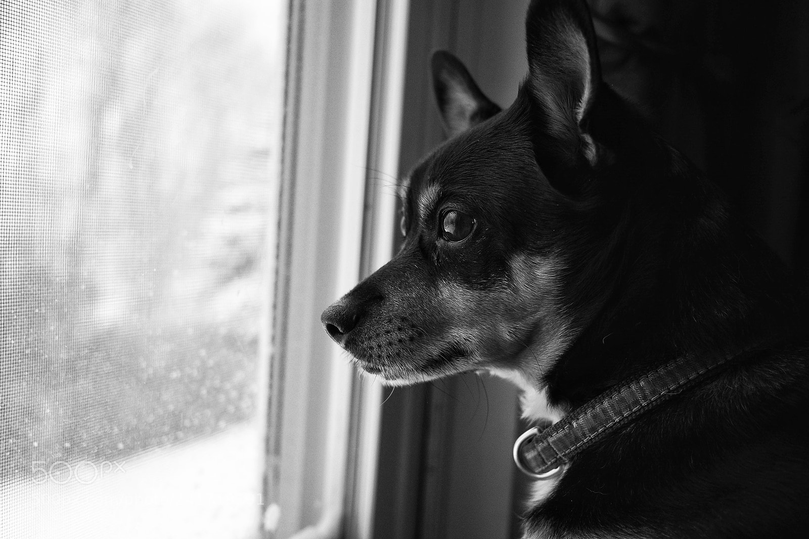 Olympus OM-D E-M10 II sample photo. Snowy b photography