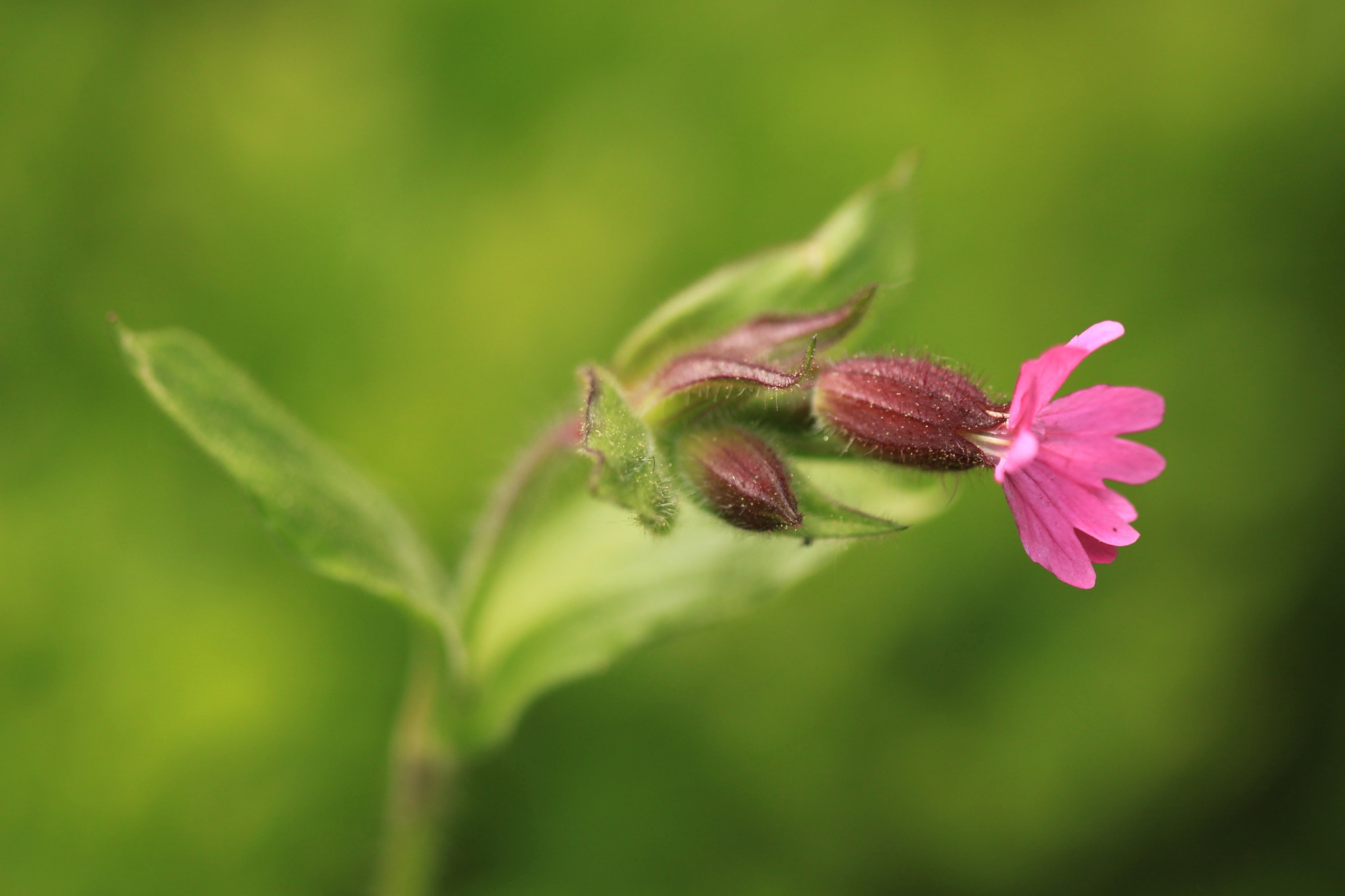 Canon EF 100mm F2.8 Macro USM sample photo. Caress photography
