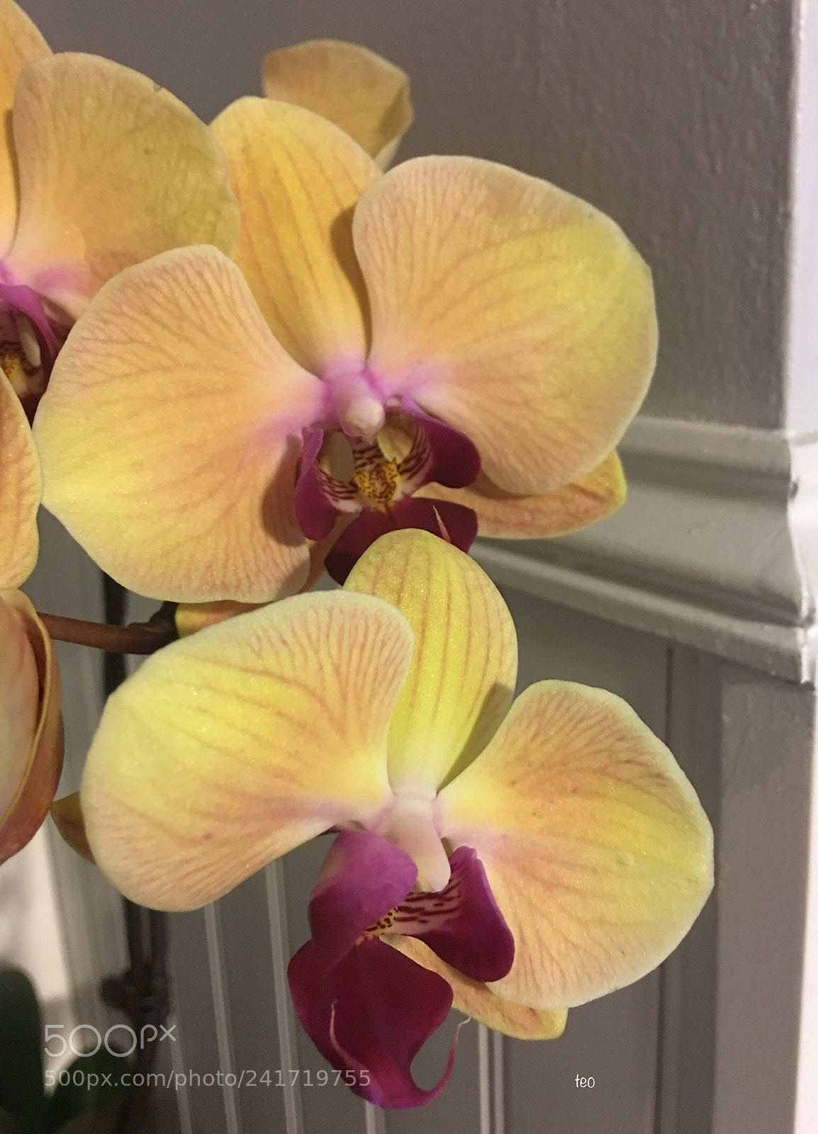 Apple iPhone 6s Plus sample photo. Orquídeas photography
