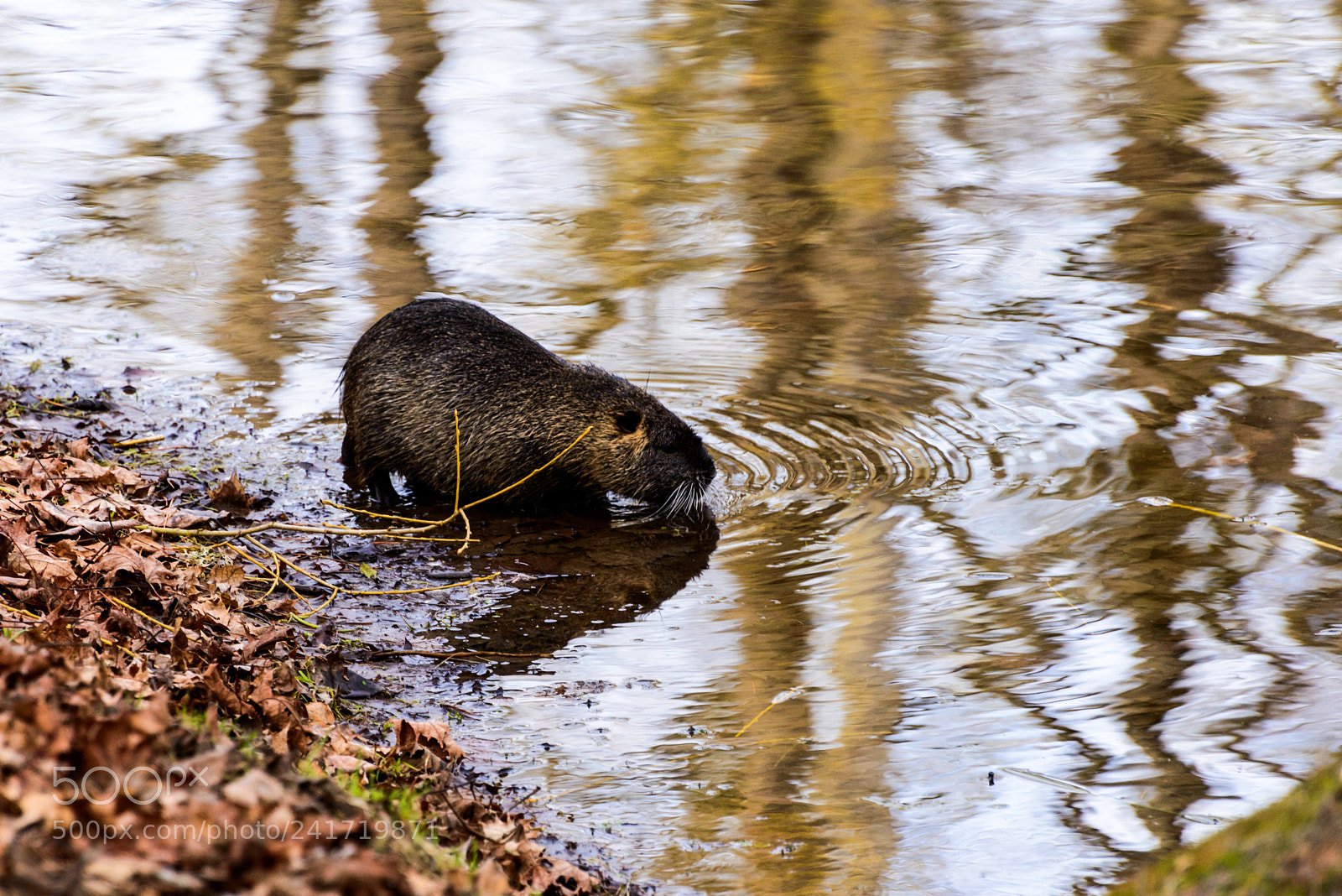 Nikon D800 sample photo. Wading away photography