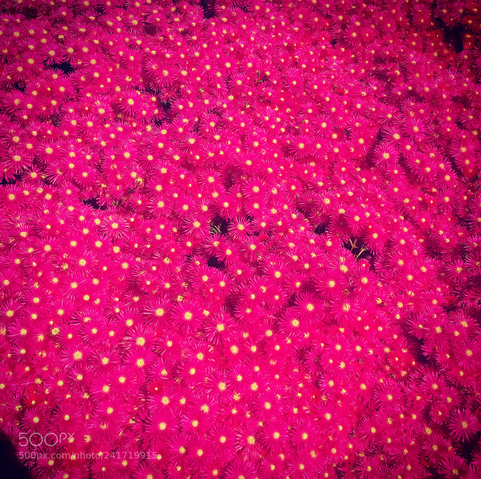 Apple iPhone 6s sample photo. Untitled photography