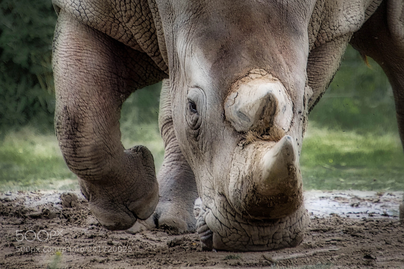 Nikon D7200 sample photo. White rhino redo photography