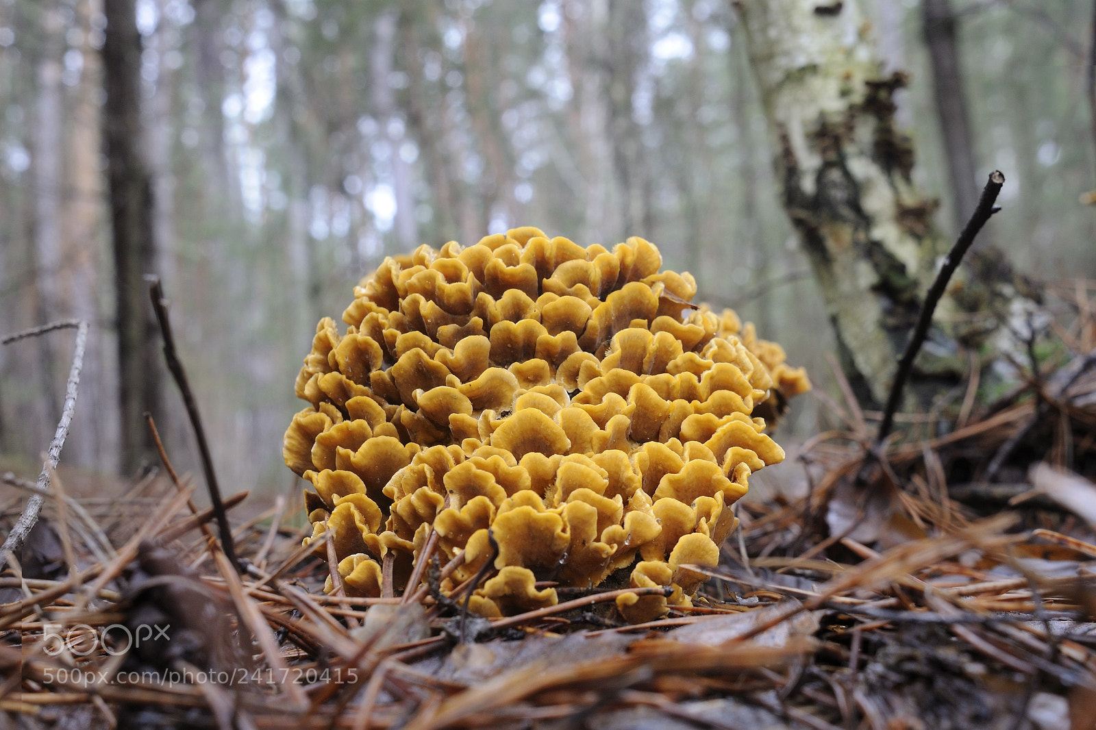 Nikon D300S sample photo. Yellow mushroom bouquet photography