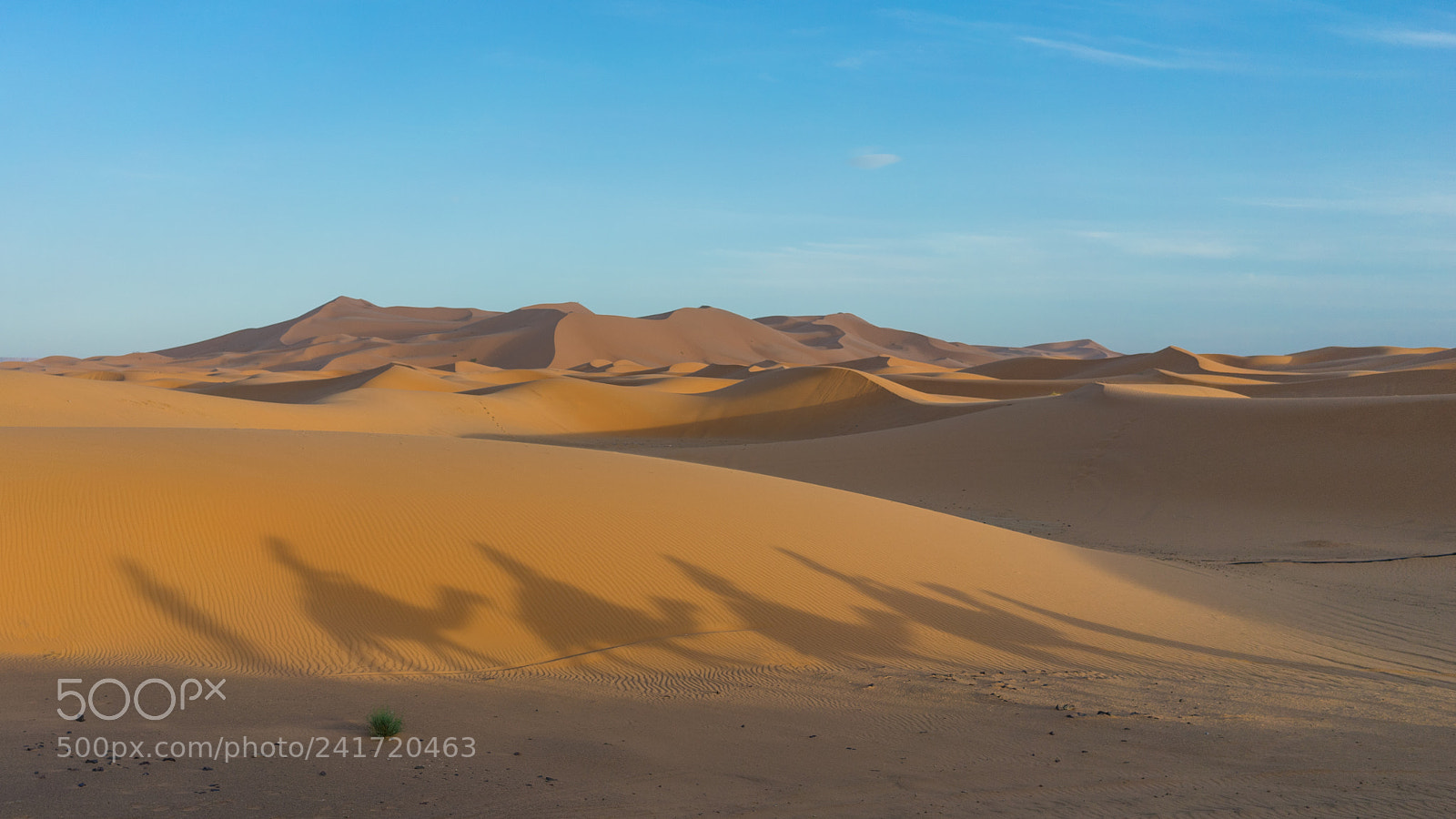 Sony a7 II sample photo. Camels into the sunset photography