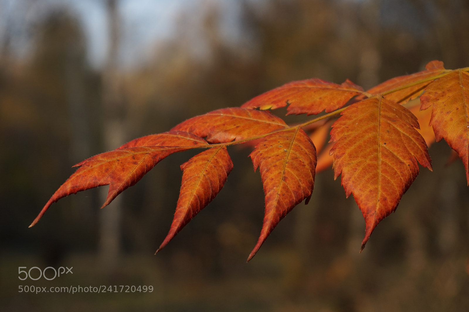 Sony Alpha a5000 (ILCE 5000) sample photo. Autumn leaves photography