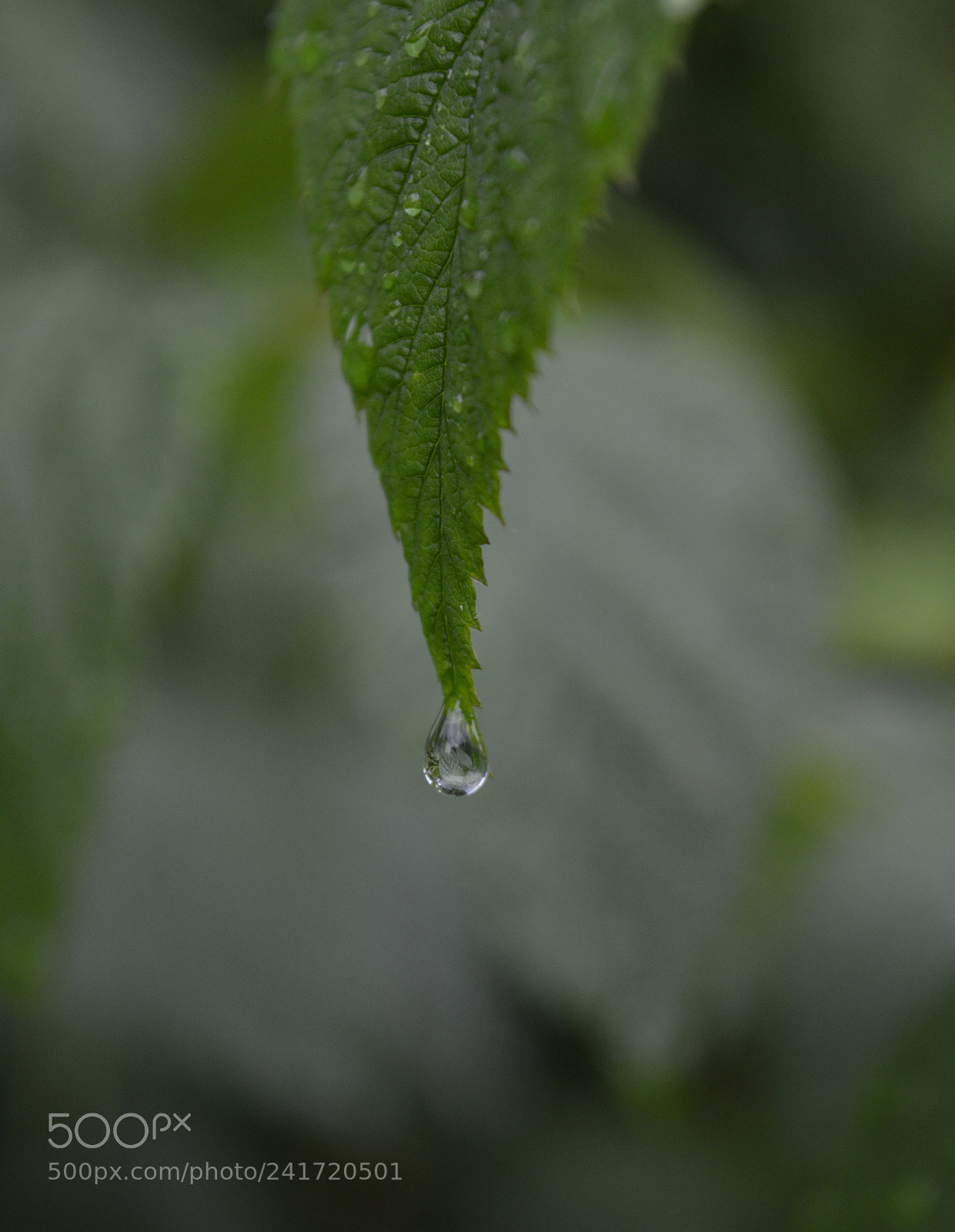 Nikon D3200 sample photo. Raindrop photography