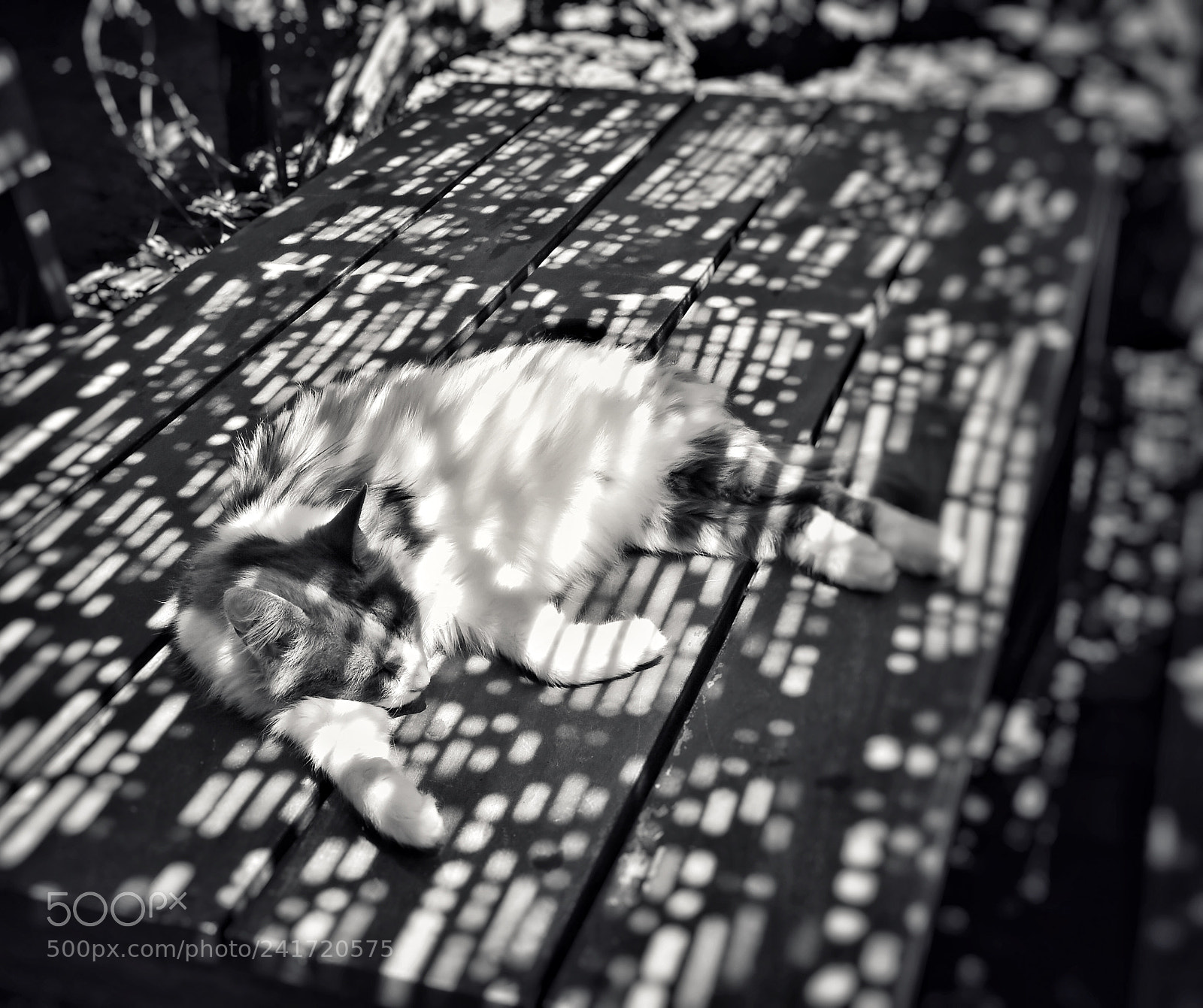 Nikon D500 sample photo. Cat in light and photography