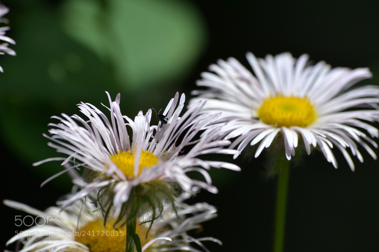 Nikon D3100 sample photo. Daisy in bloom photography