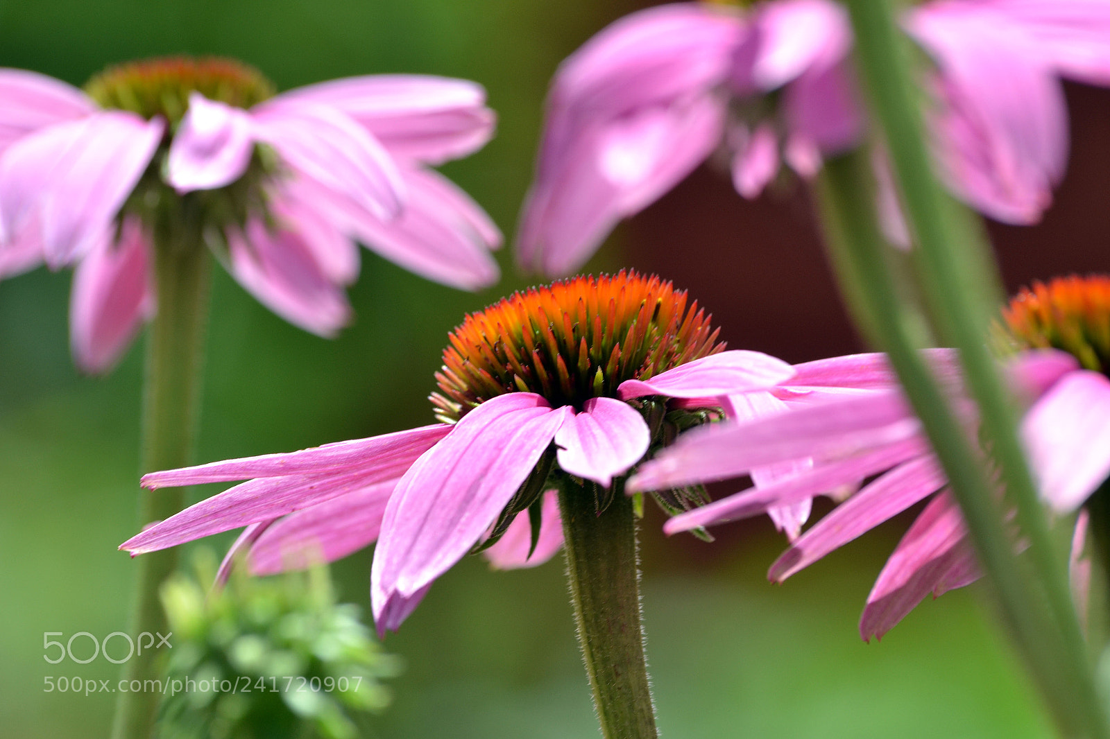 Nikon D3100 sample photo. Coneflowers photography