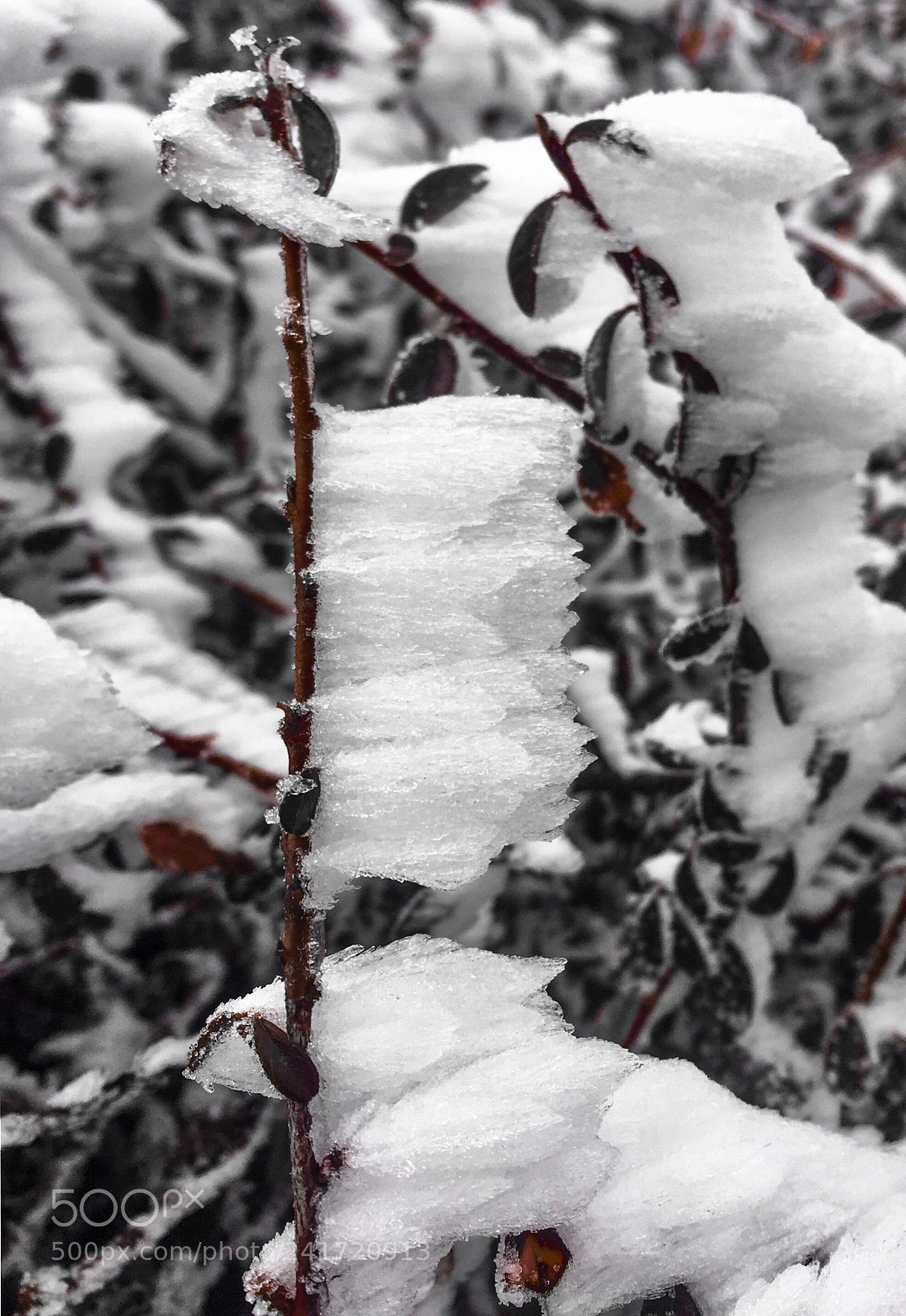Apple iPhone 6 sample photo. Winter flag photography