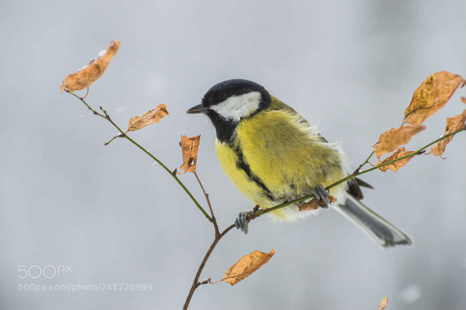 Nikon D3200 sample photo. Parus major photography
