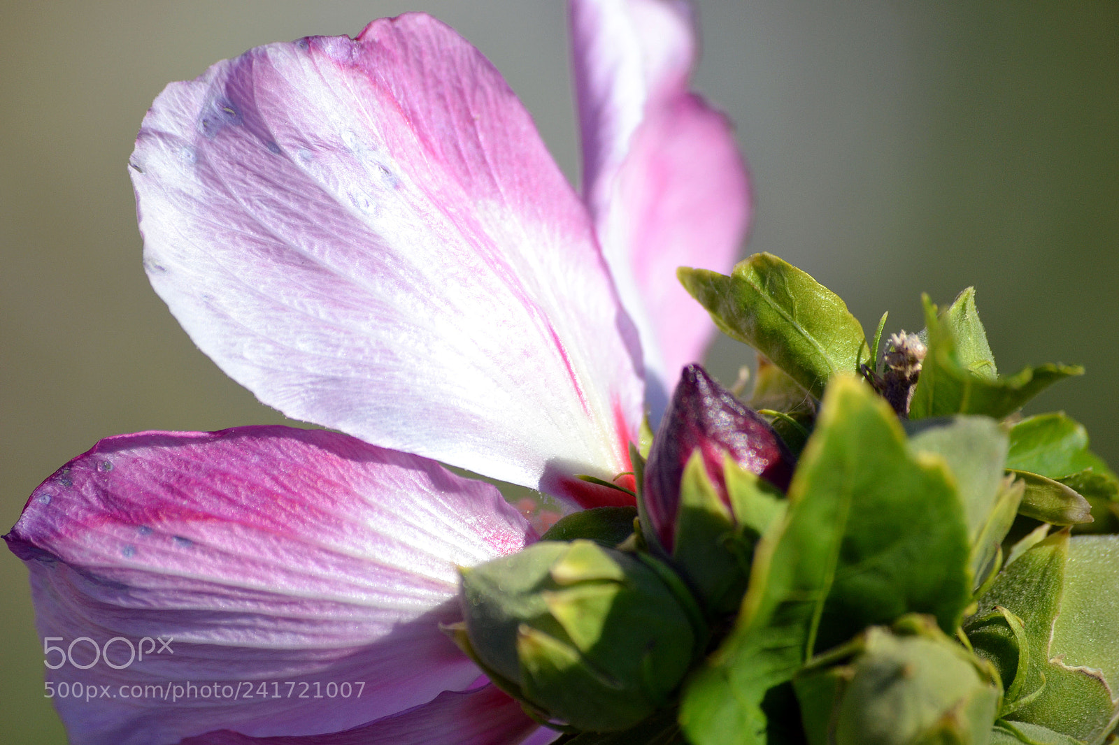 Nikon D3100 sample photo. Hollyhock backside photography