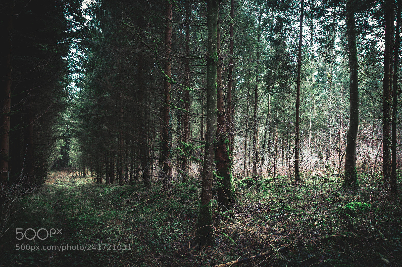 Canon EOS-1D Mark III sample photo. In the woods photography