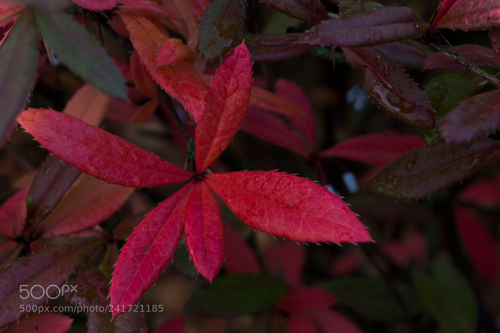 Sony Alpha a5000 (ILCE 5000) sample photo. Autumn leaves after rain photography