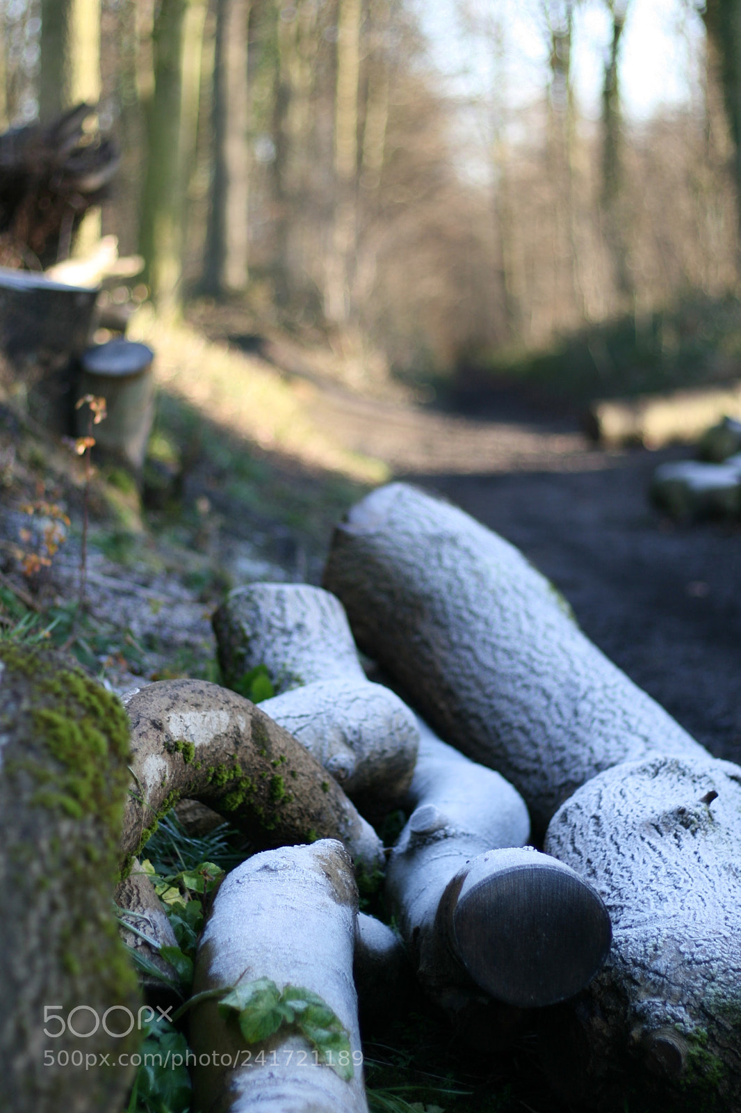 Canon EOS 400D (EOS Digital Rebel XTi / EOS Kiss Digital X) sample photo. Frozen logs photography