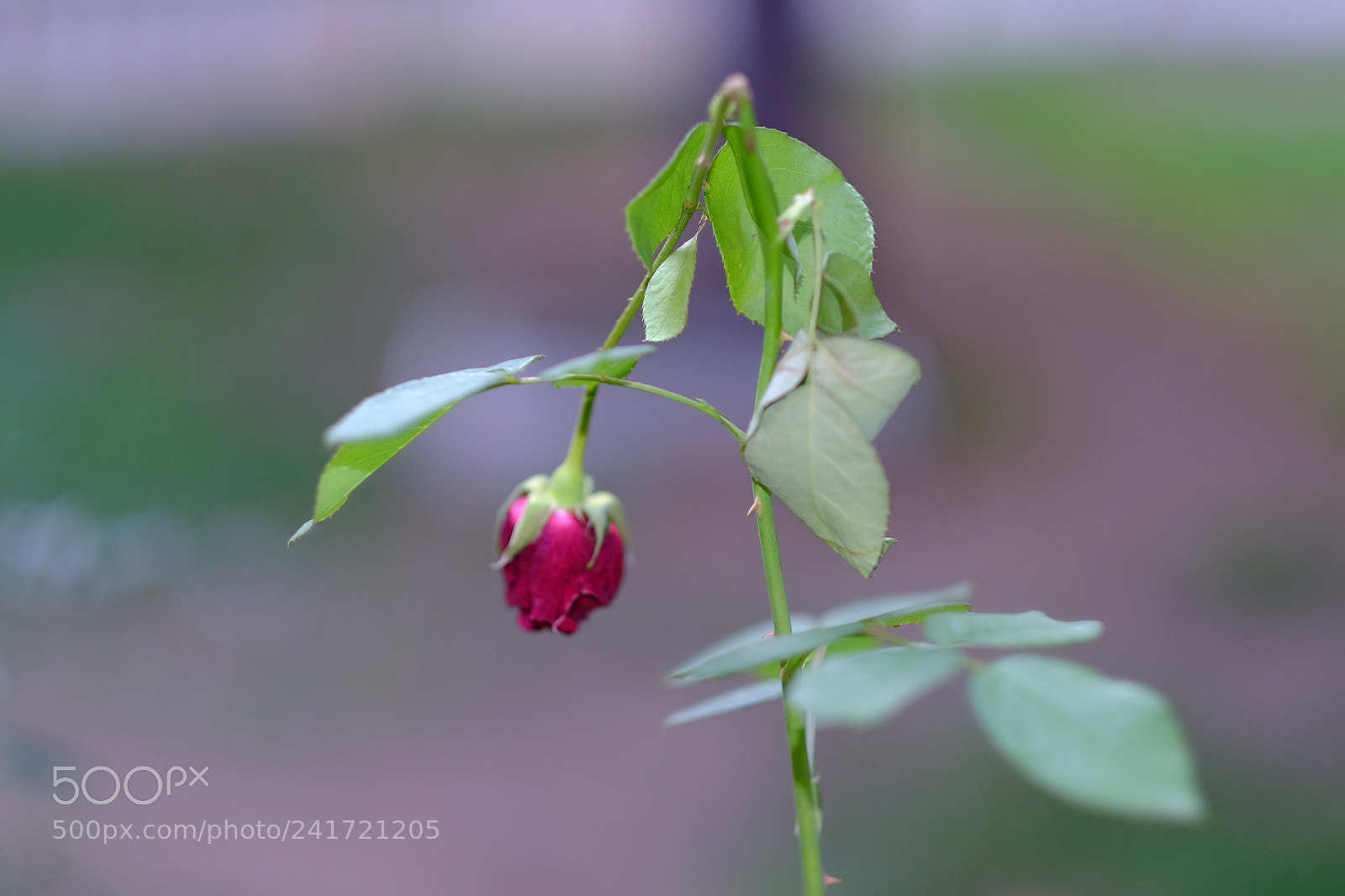 Fujifilm X-T1 sample photo. Untitled photography