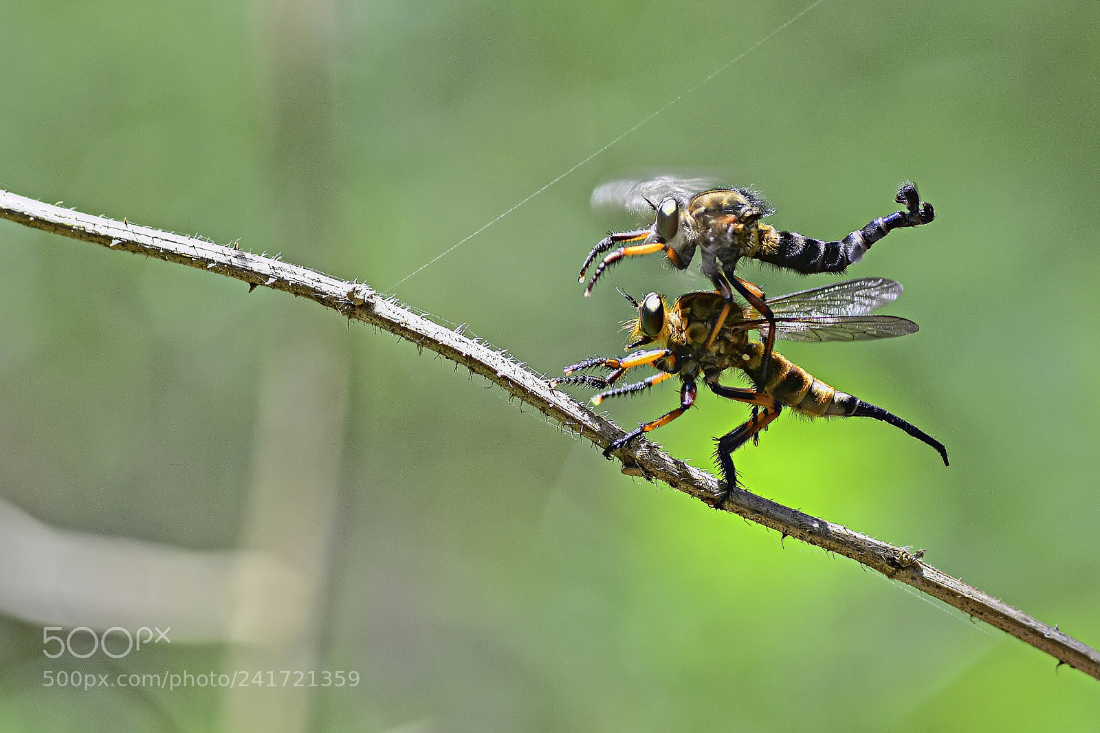 Nikon D7100 sample photo. Mating asilidae photography