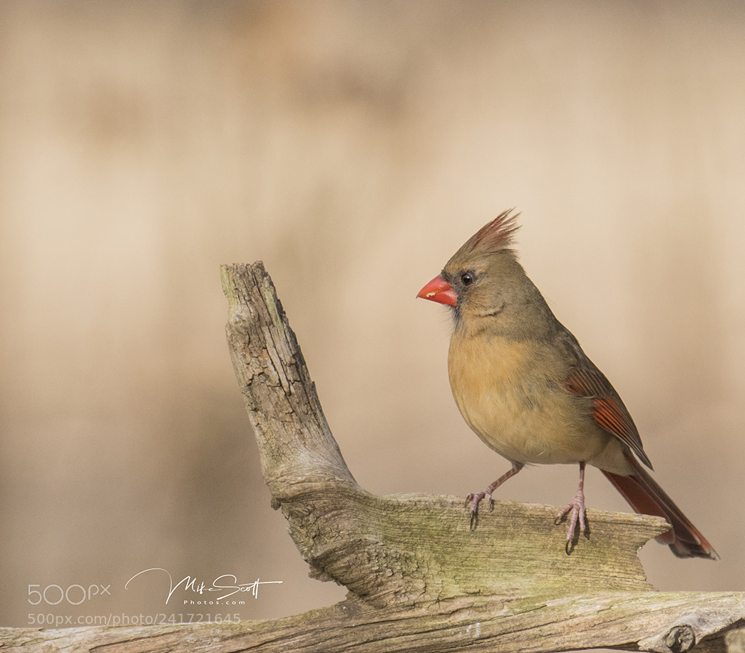 Nikon D500 sample photo. Female cardinal on stick photography